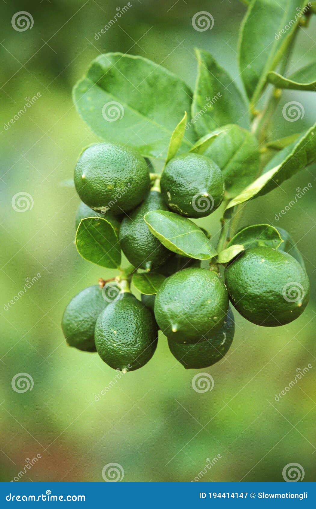 BRANCH of LEMON TREE in HAWAII Stock Image Image of cultivation
