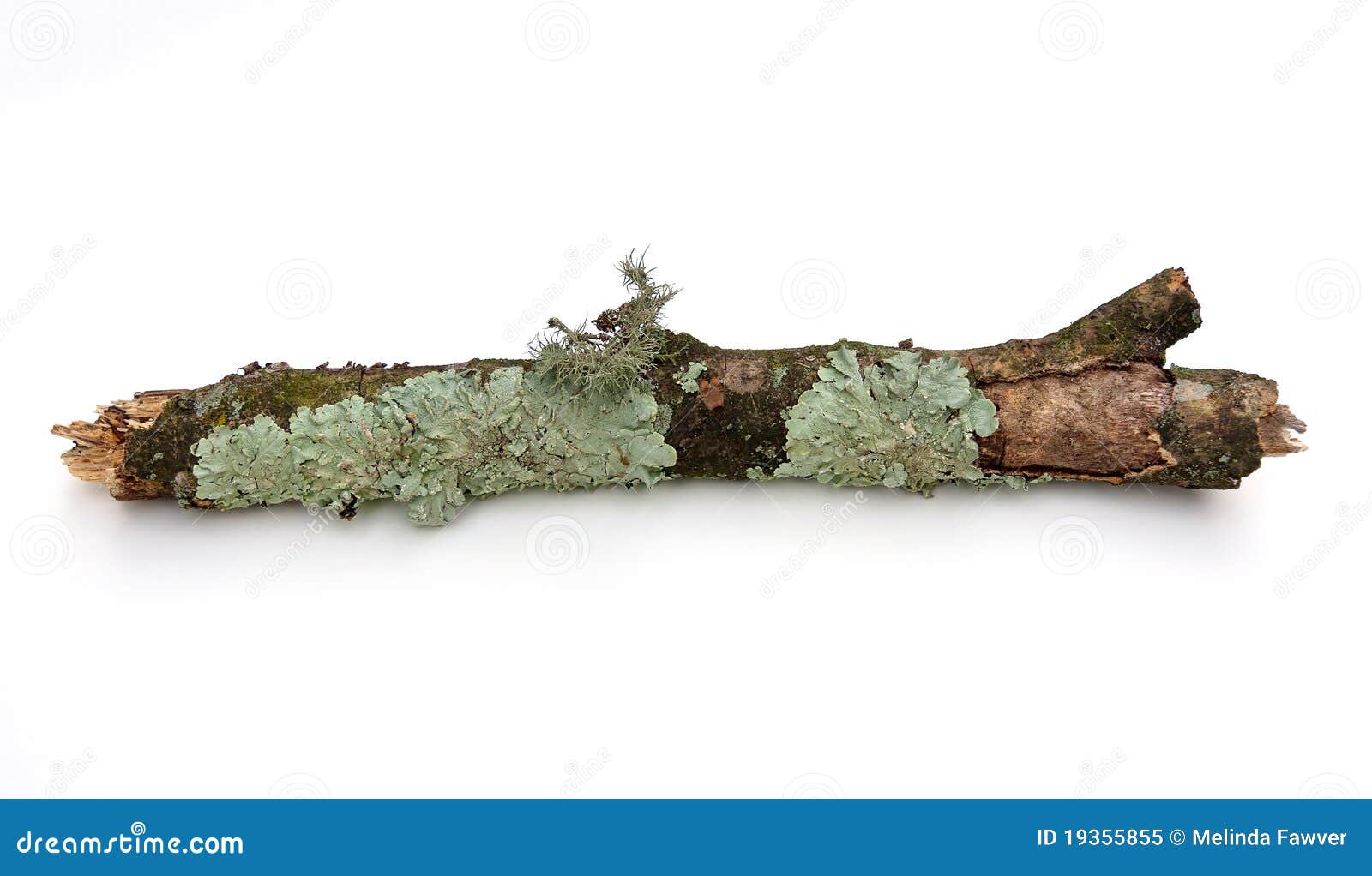 branch with lichen