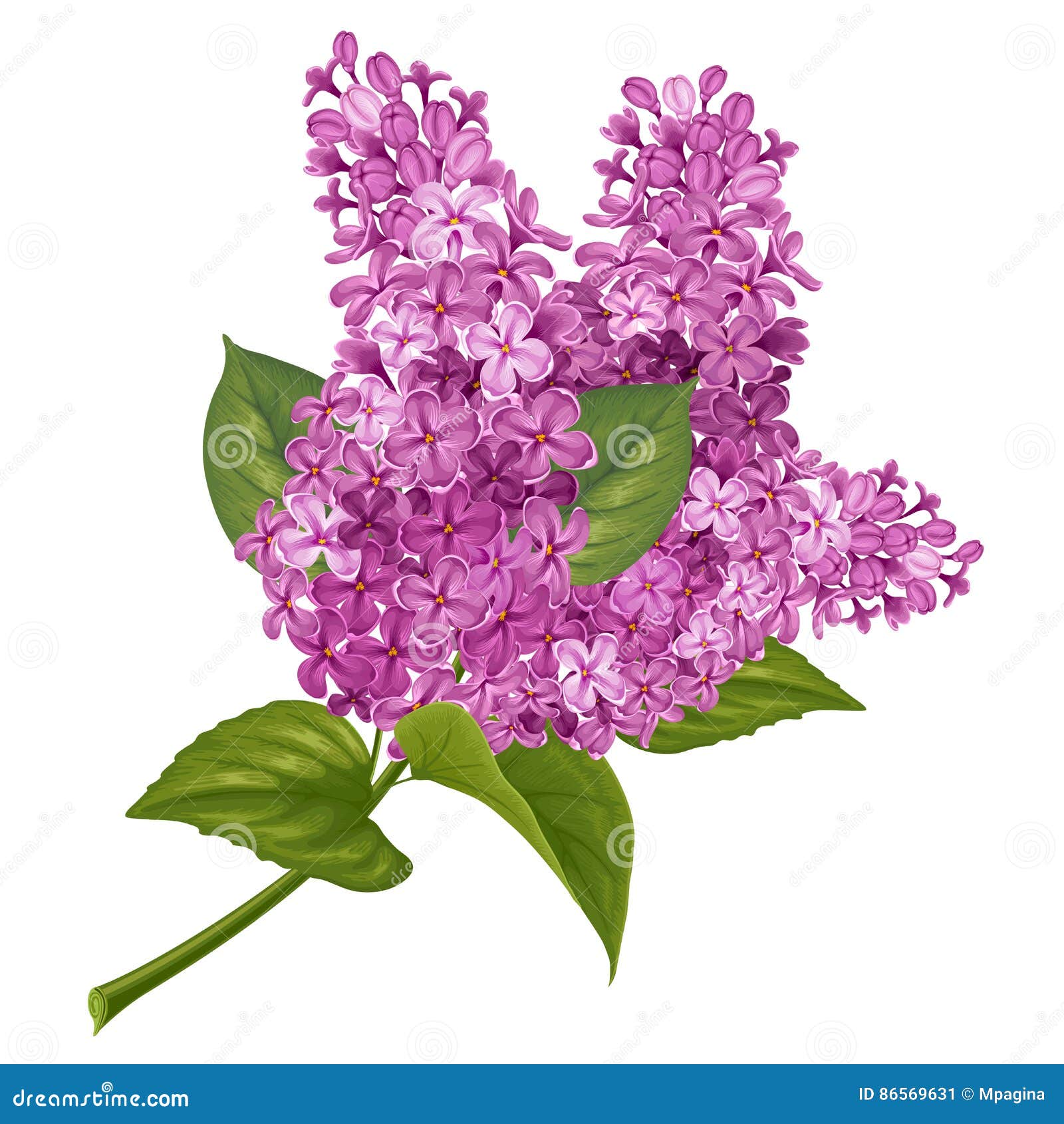 Branch of lilac stock vector. Illustration of hand, label - 86569631