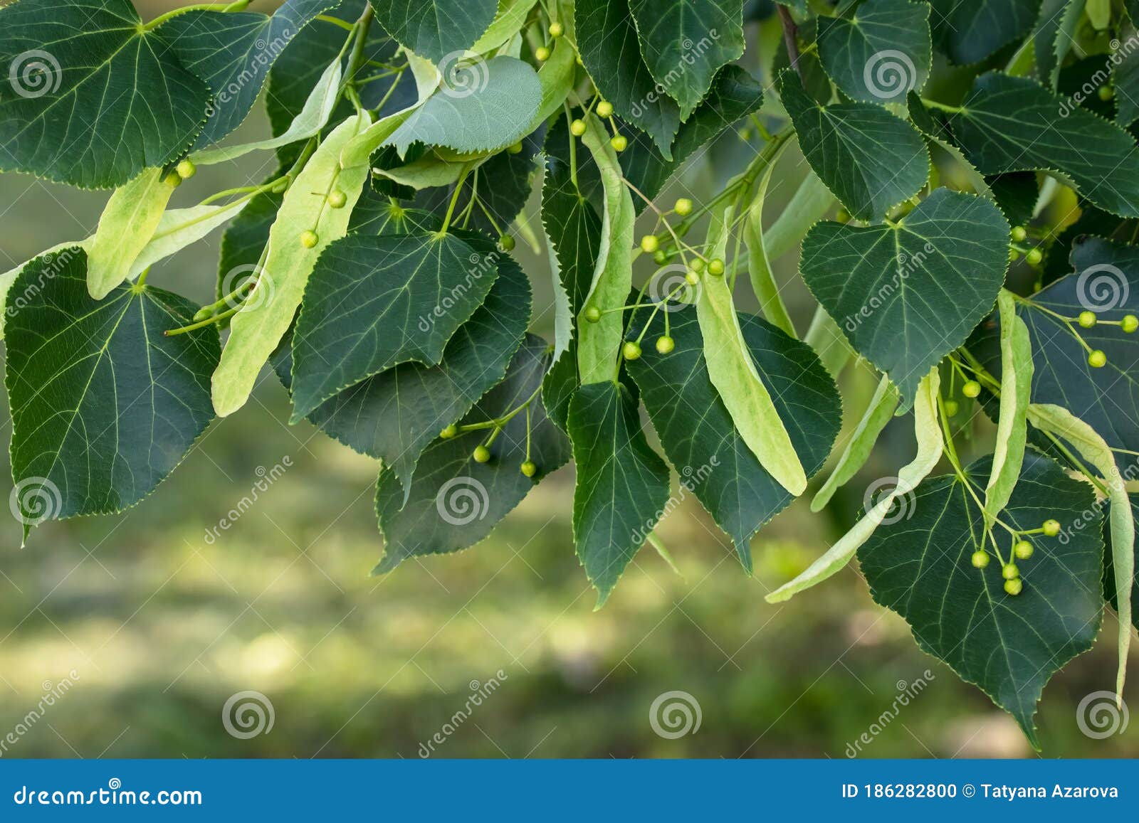 a branch of lime tree. green leaves of a linden tree. tilia americana. texture, nature background. botany pattern