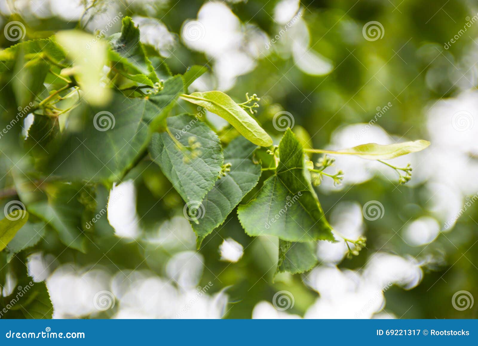 Branch of the Lime Tree with Green Leaves and Tiny Flower Buds Stock
