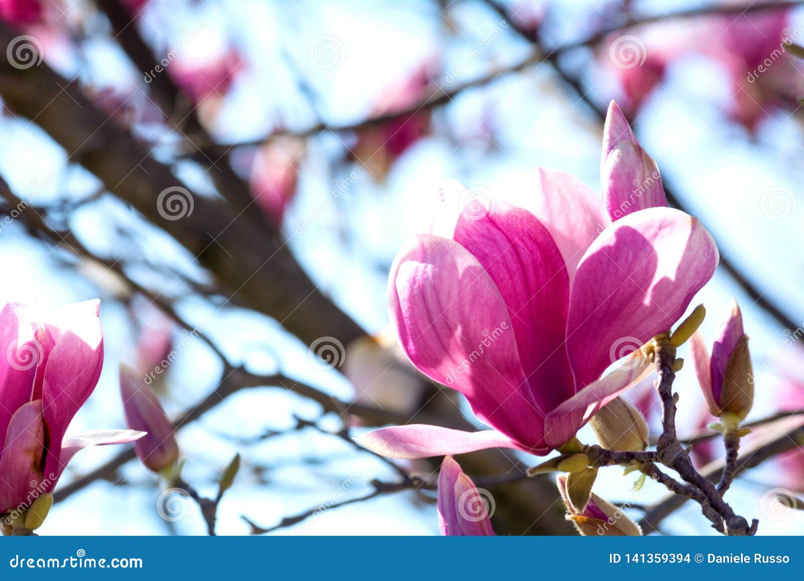 branch of magnolia flowers