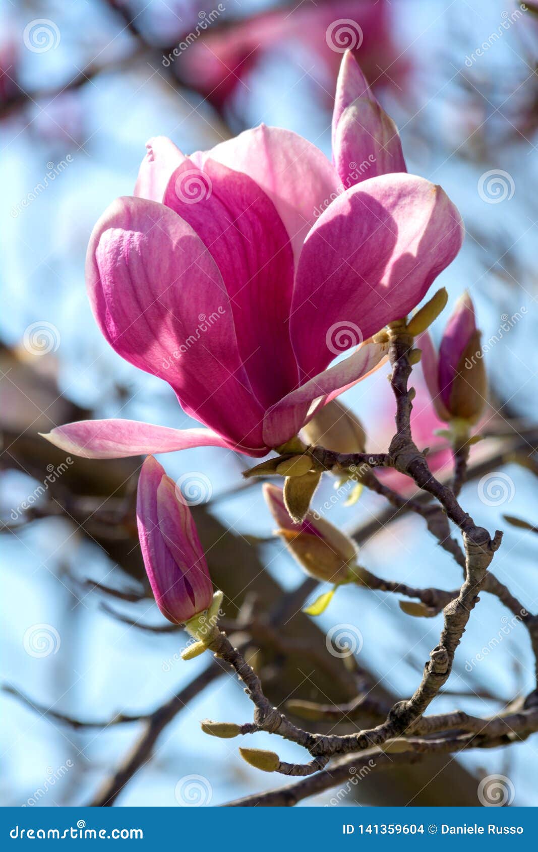 branch of magnolia flowers