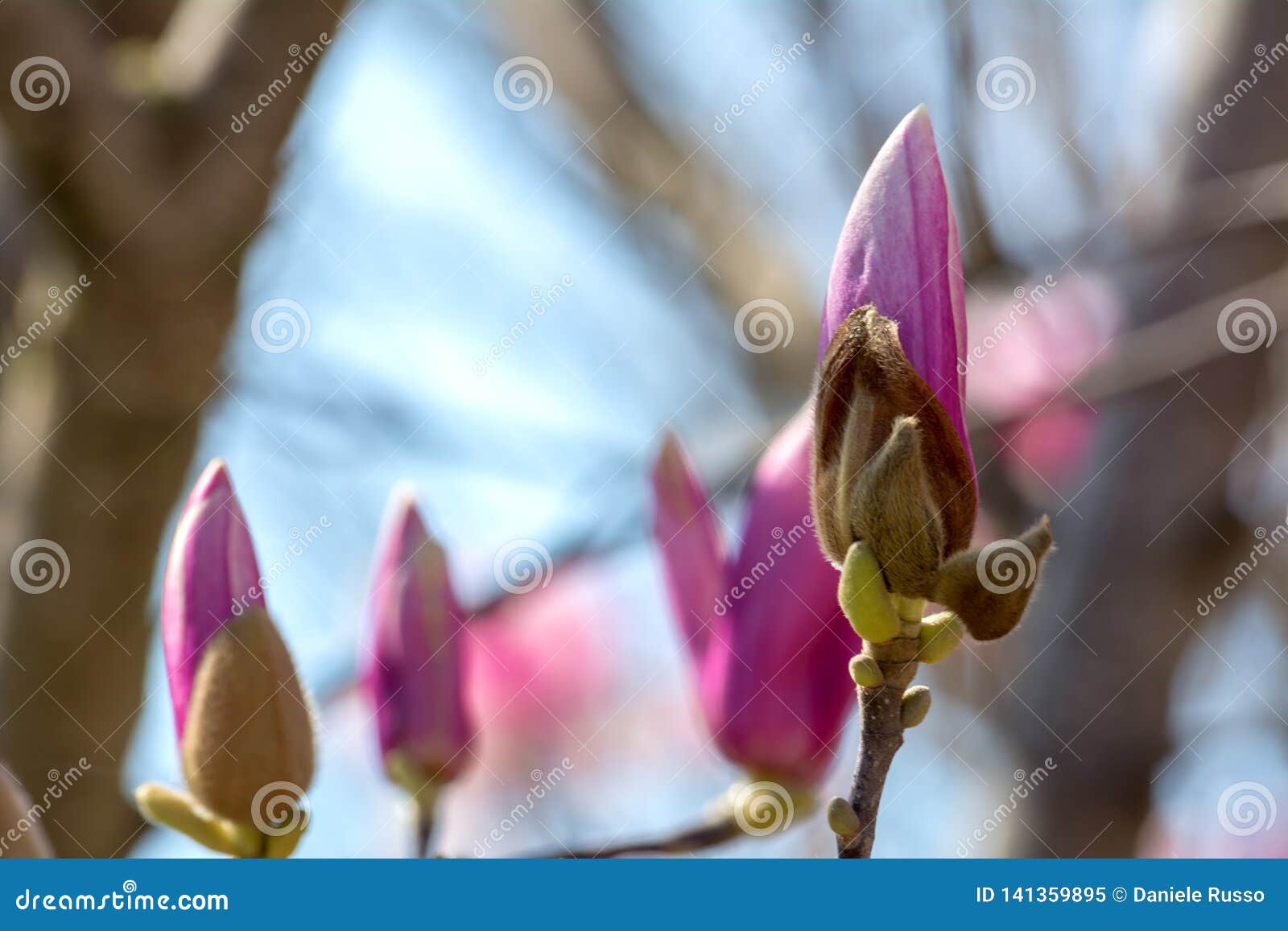 branch of magnolia flowers