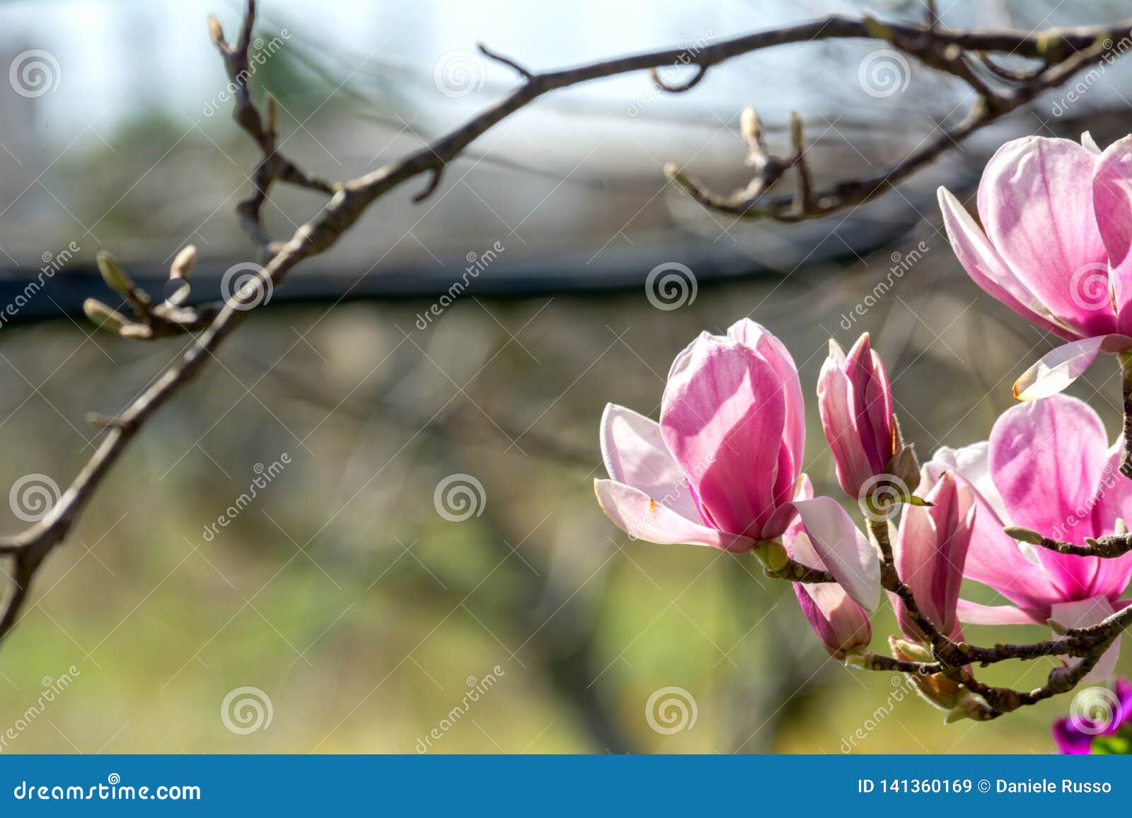 branch of magnolia flowers