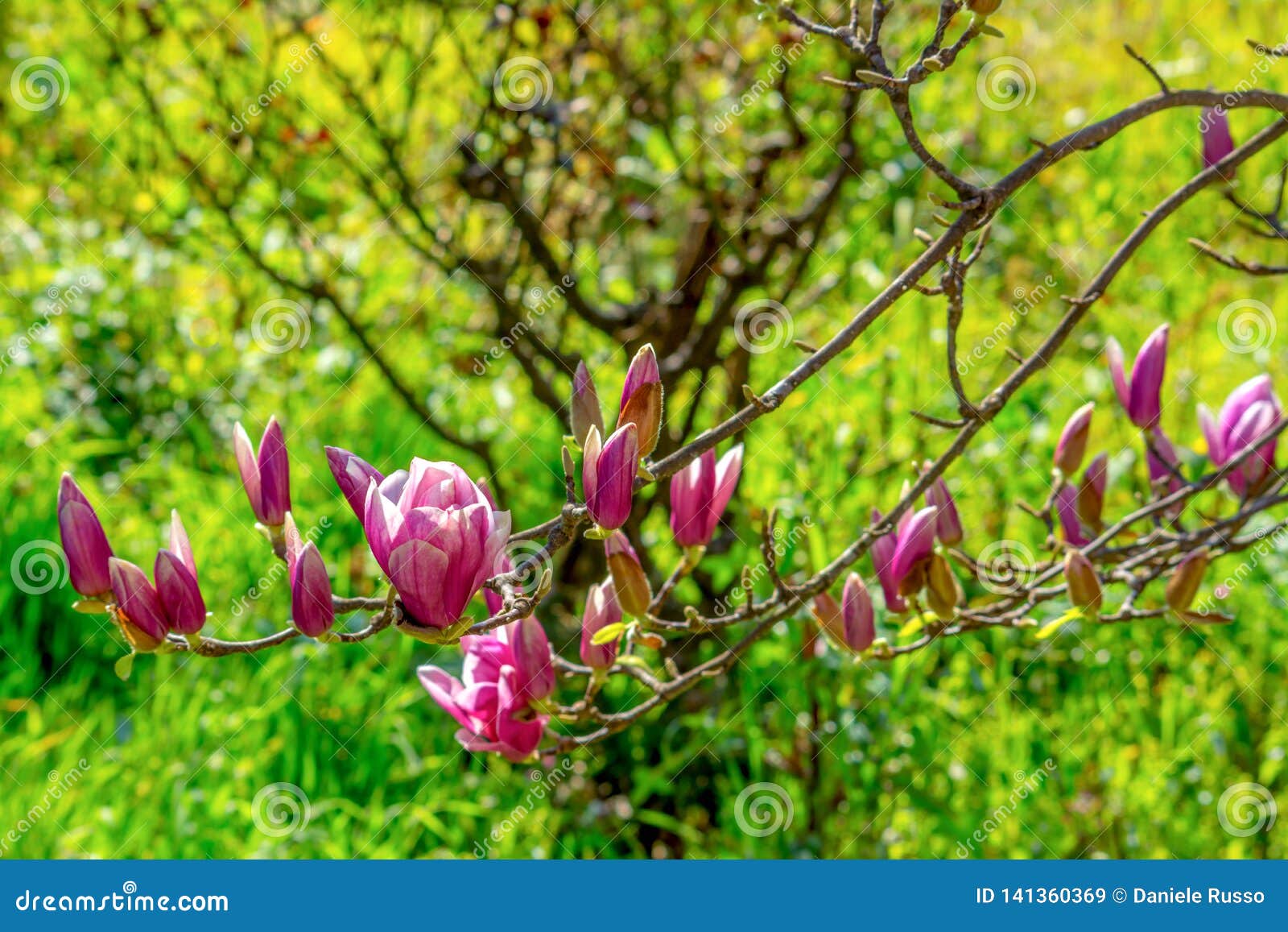 branch of magnolia flowers