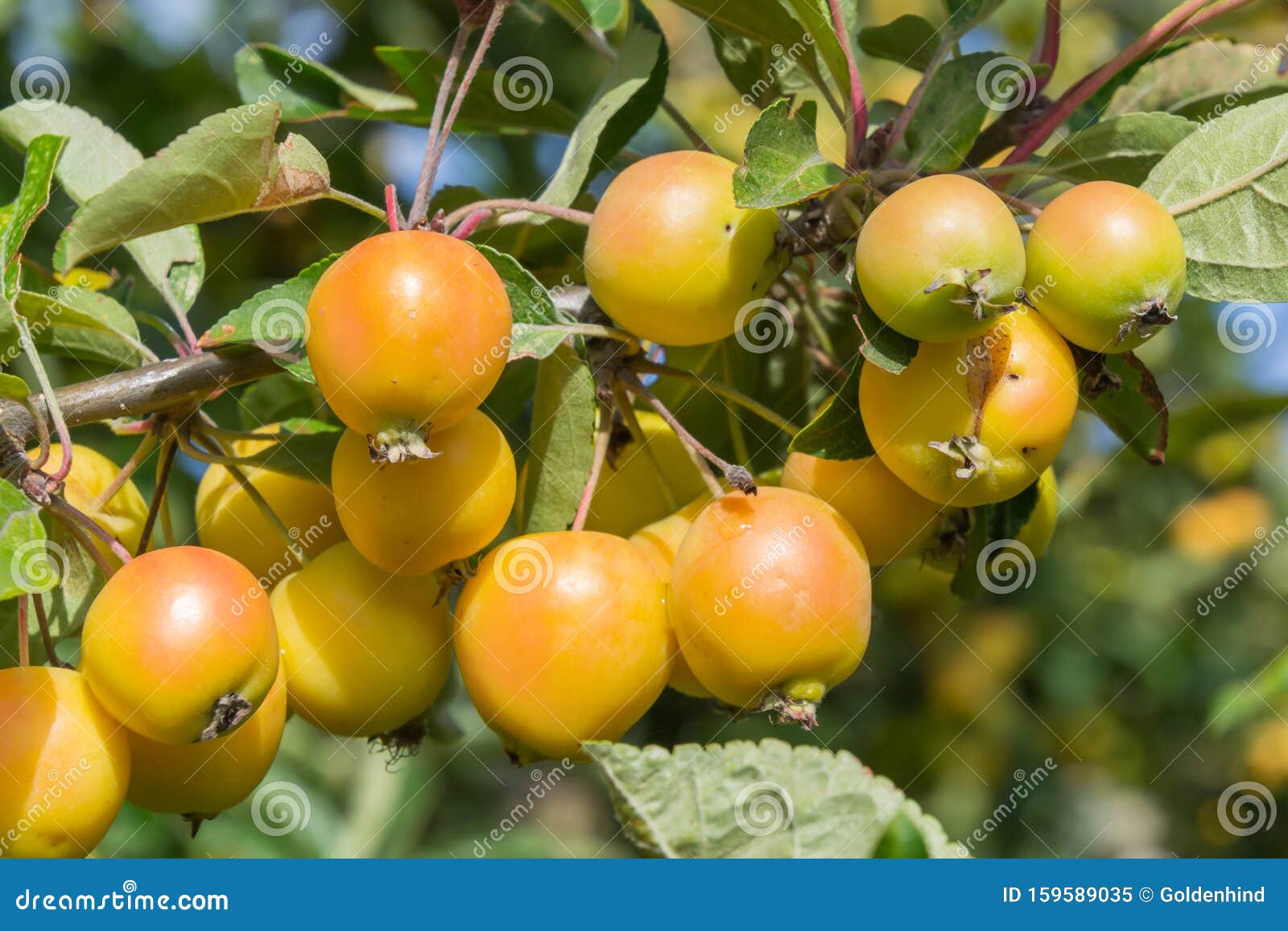 The Branch Of Malus Baccata Or Siberian Crab Apple Tree With Tiny Red And Orange Cherry Apples Stock Image Image Of Winter Nature 159589035 - roblox malus map download