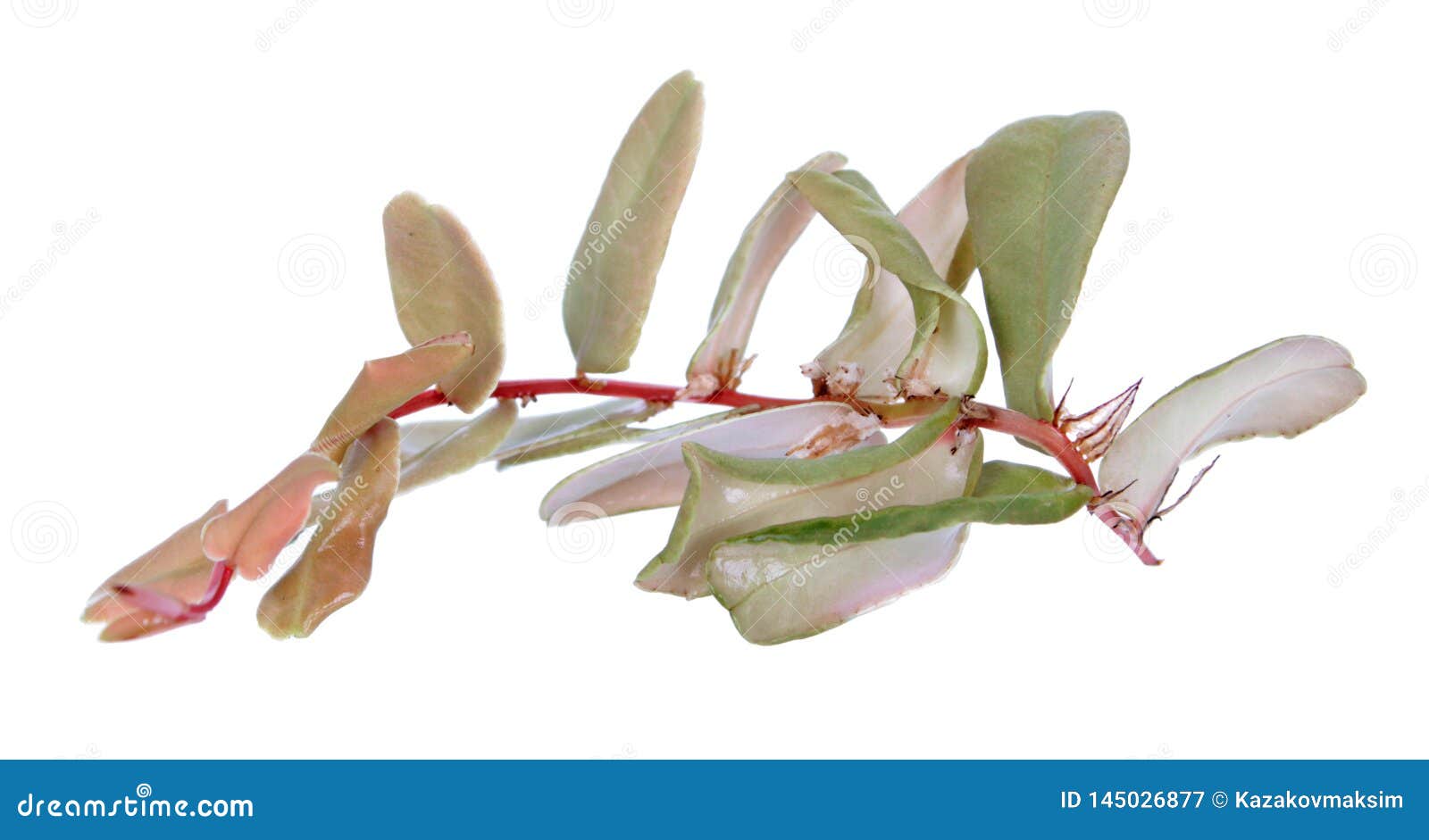 branch of marcgravia sintenisii or rainbow marcgravia with green foliage  on white background