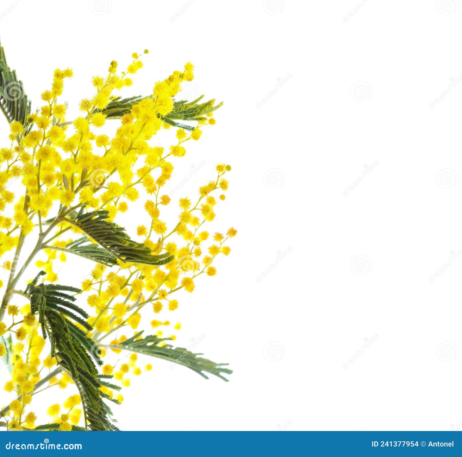 branch of mimosa flowers  on white background. shallow depth of field. selective focus