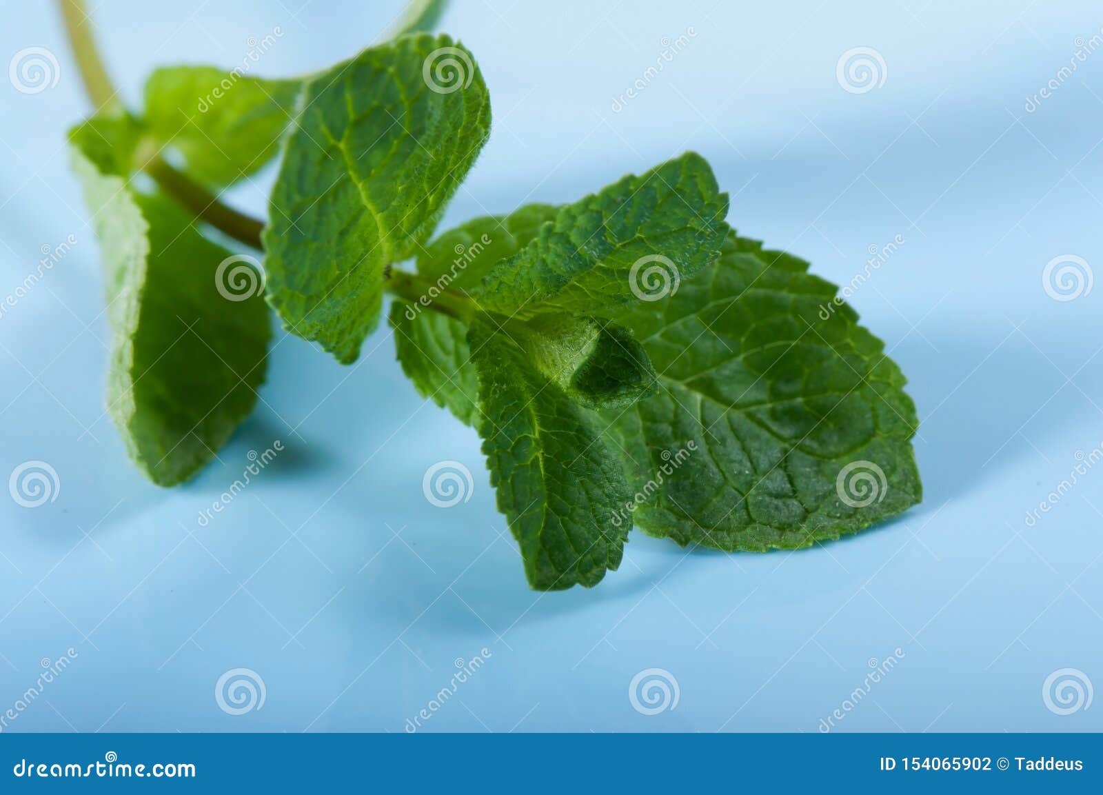 A Branch of Mint on a Blue Background, Spices Stock Photo Image of