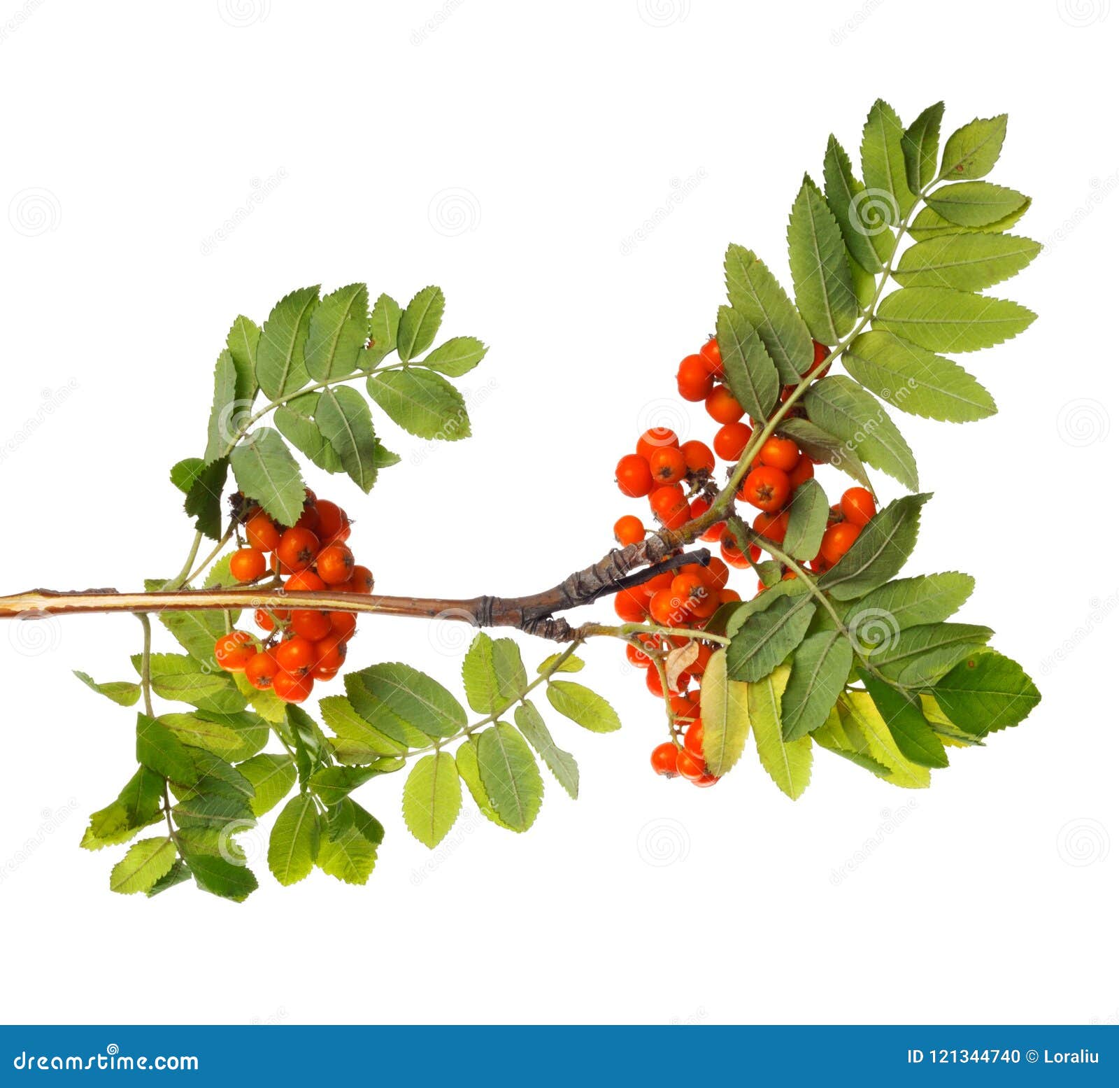 Branch of Mountain Ash with Ripe Berries and Foliage on Isolated ...