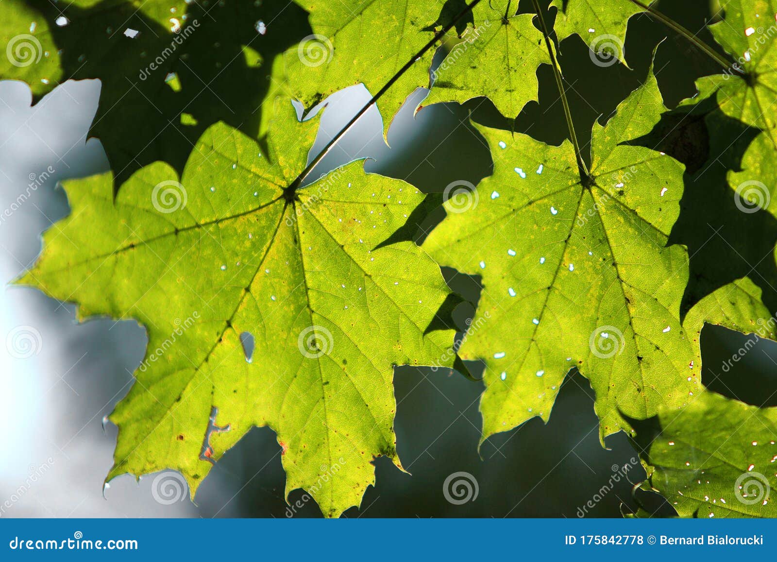 Branch Of Norway Maple Tree With Spotted Leaves Afflicted By A Disease In A Forest In Summer Season Stock Photo Image Of Thicket Tourism