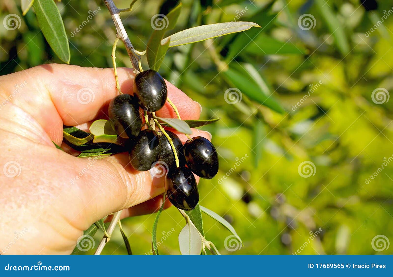 branch of olives in hands.