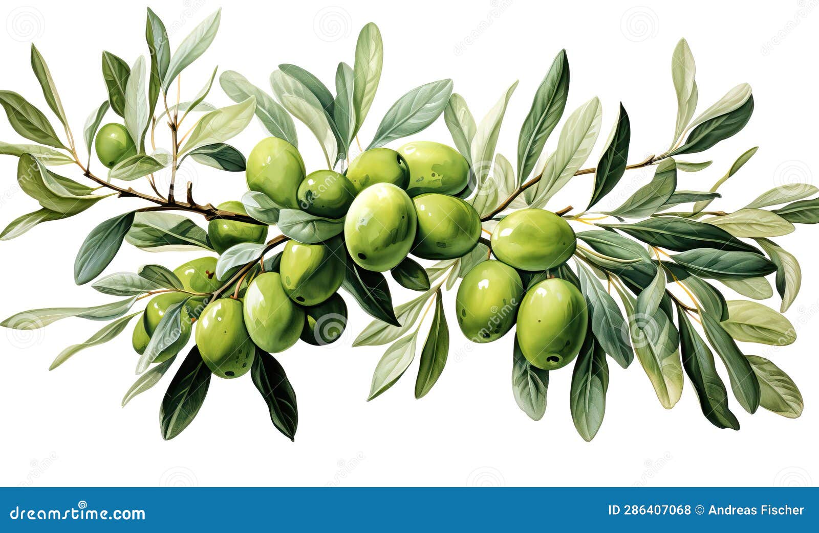 Branch with Olives on a White Background. Stock Photo Image of olive
