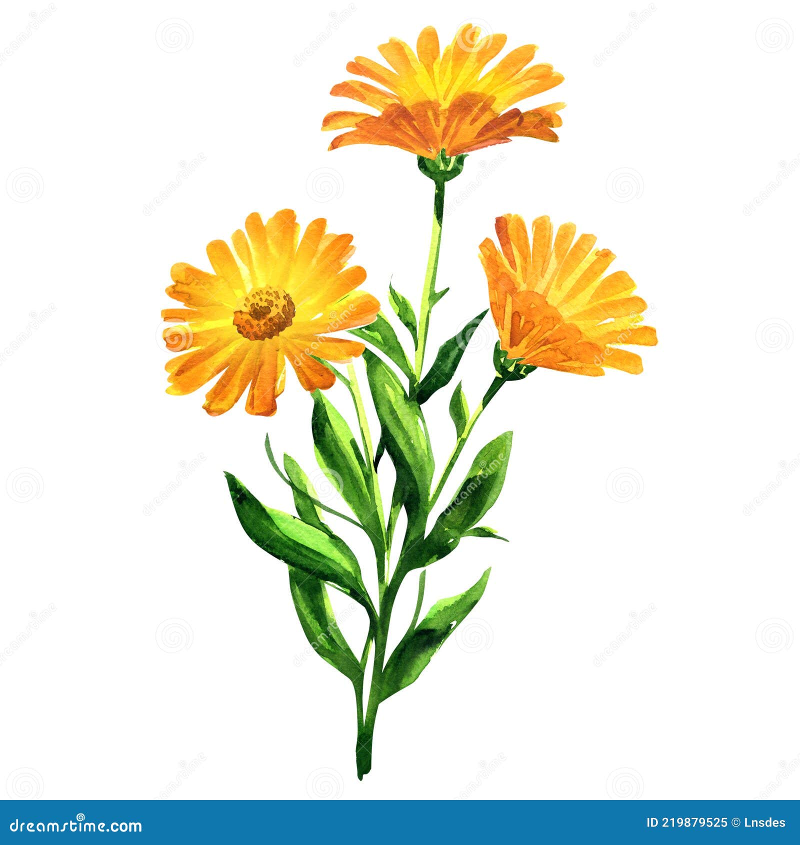 Branch of Orange Calendula Officinalis. Marigold Flowers or Ruddles ...