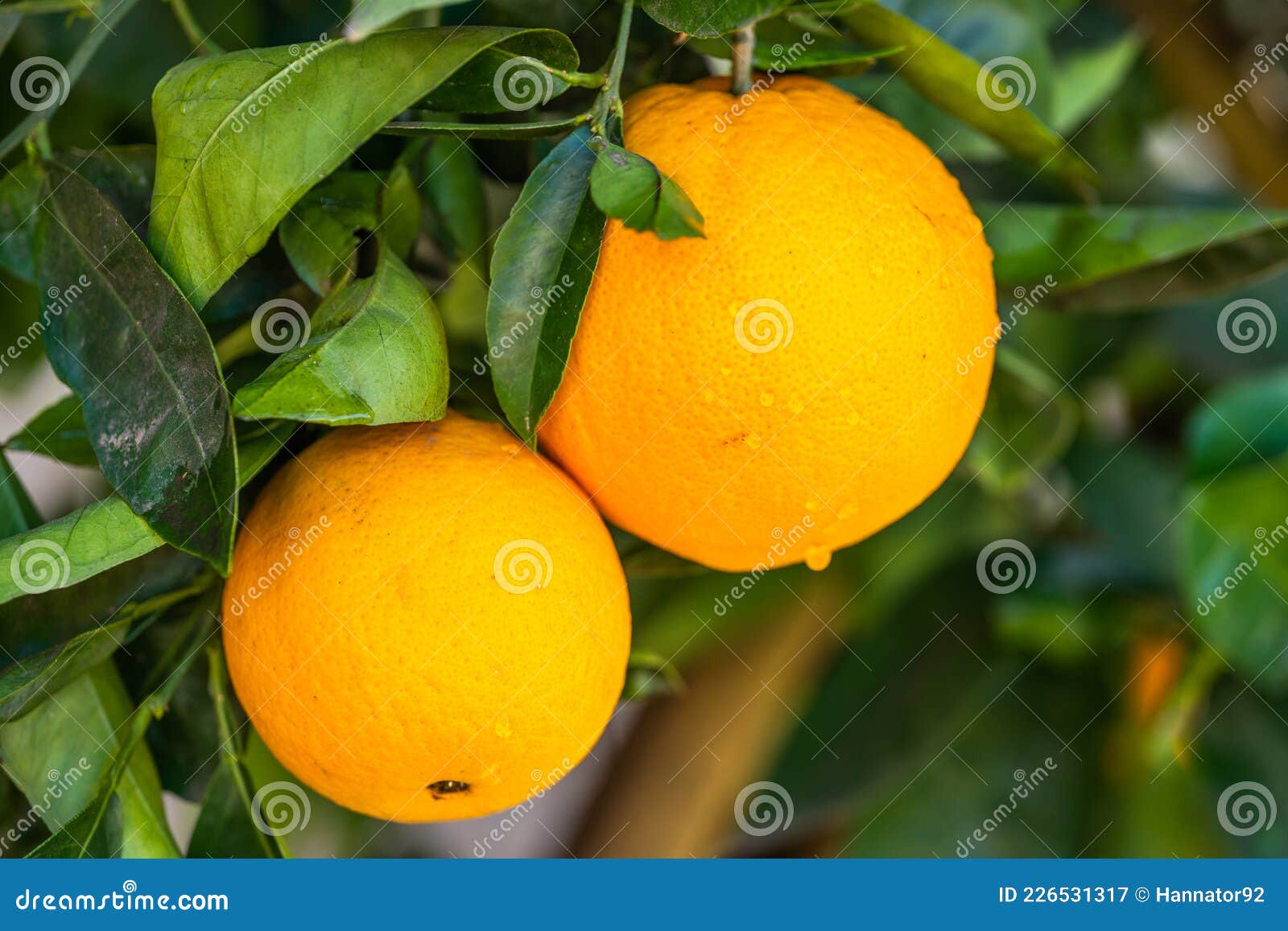 Branch Of Orange  Tree  With Ripe Fruits  Close Up With Drops 