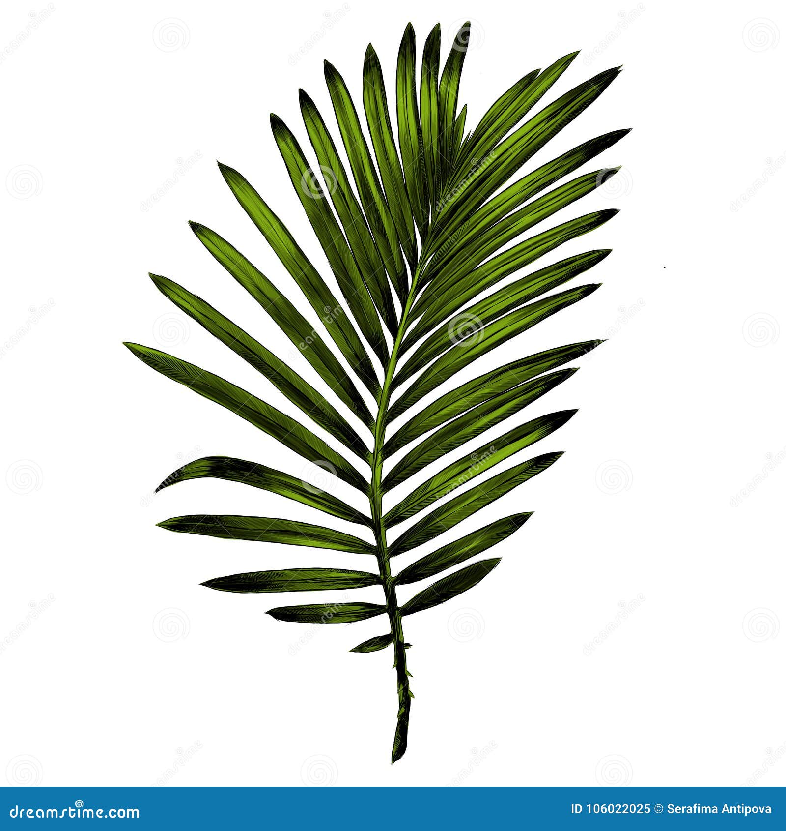 Palm Tree Sketch Vector Graphics