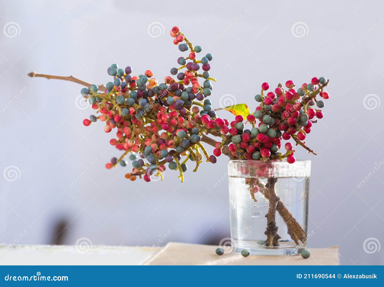 branch of persian turpentine tree with ripe fruits in glass with water