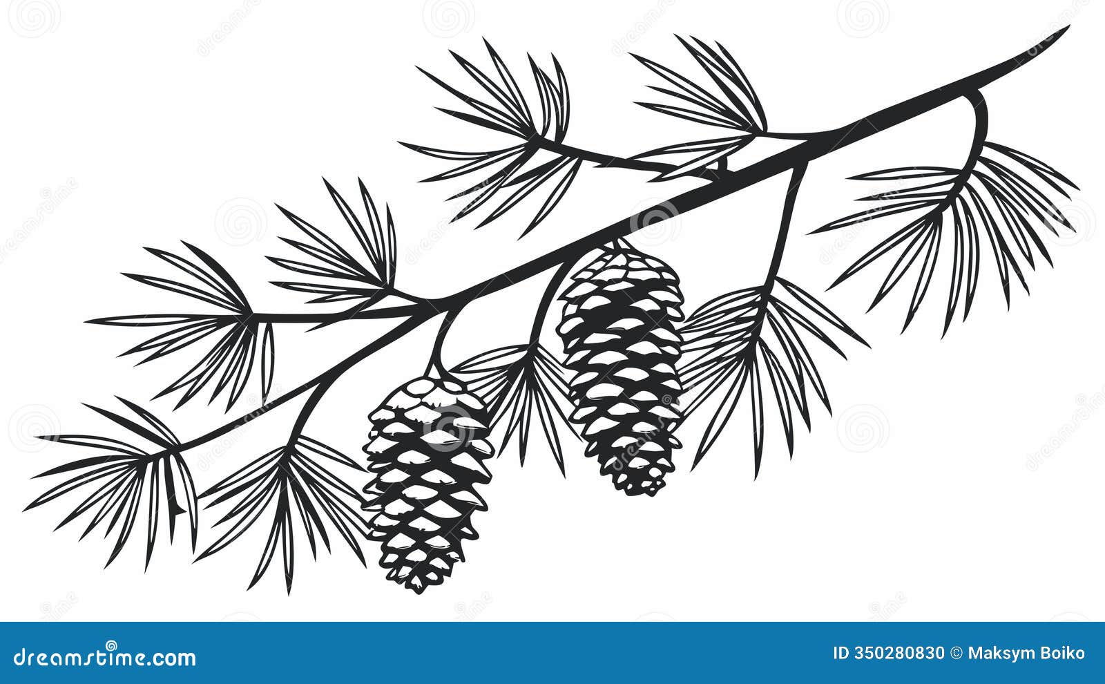 a branch of a pine tree with several pine cones hangs against a white background