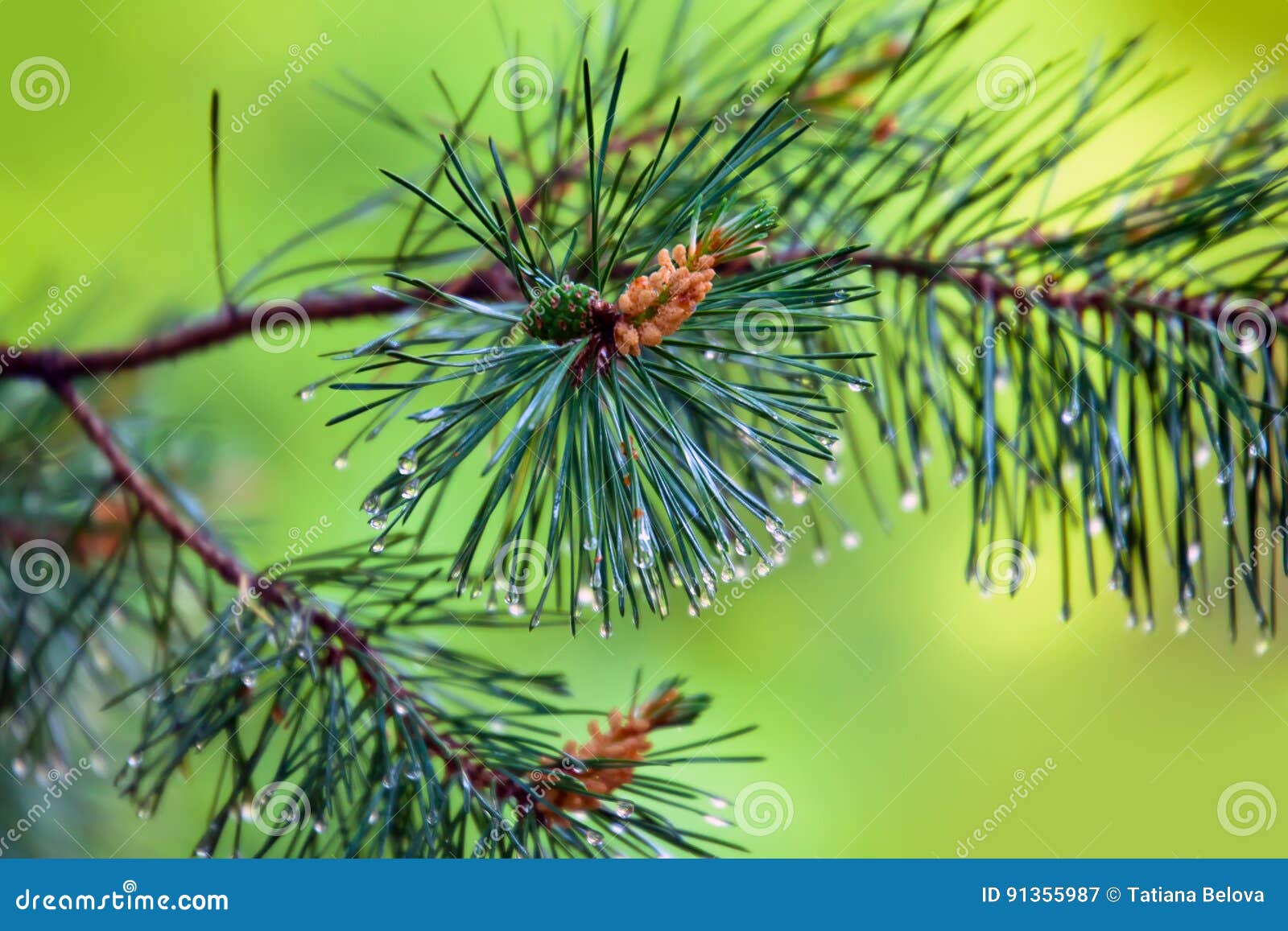 Branch of with Young Cone and Rain Drops on Needles Stock Image Image of evergreen