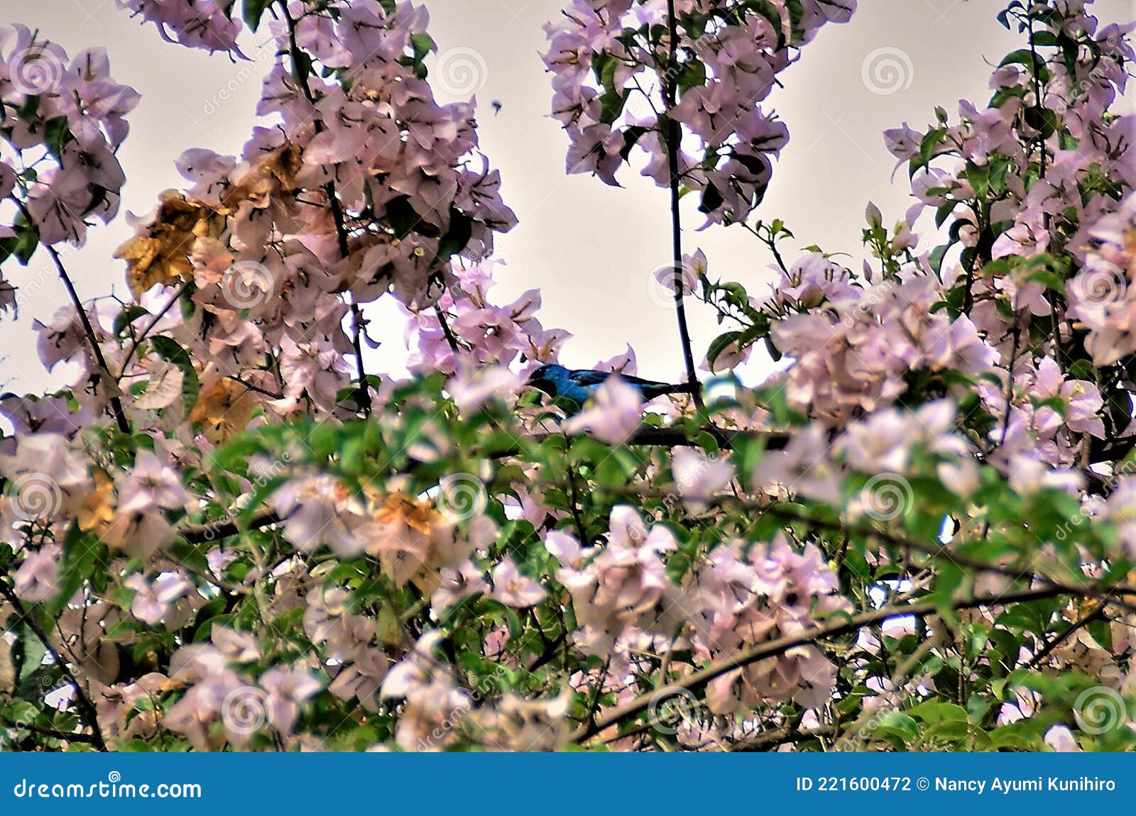 on the branch of the pink bougainvillea a blue bird dacnis cayana
