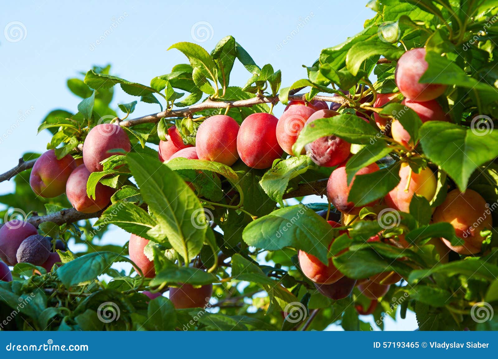 Branch of Plum Tree with Ripening Fruits Stock Image Image of growing