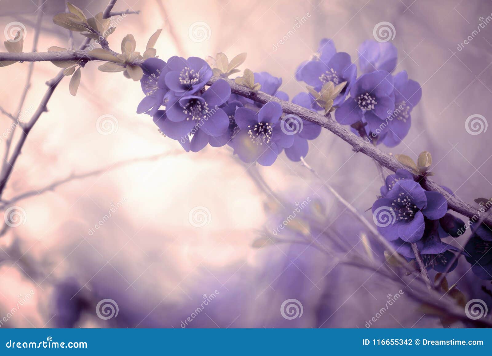 branch with purple blossoms in pastel ambience