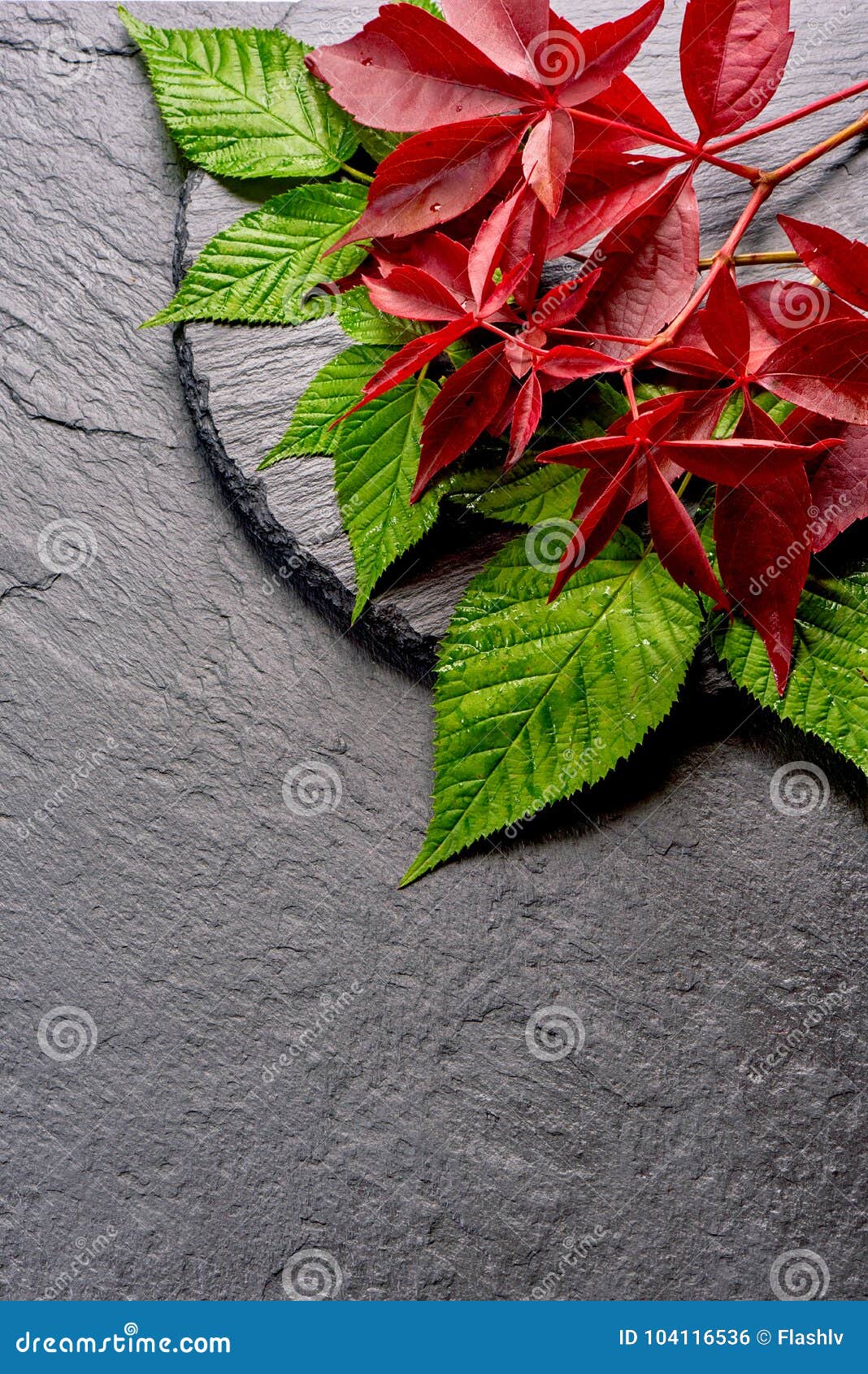 branch of red autumn grapes leaves. parthenocissus quinquefolia foliage.  on white background.