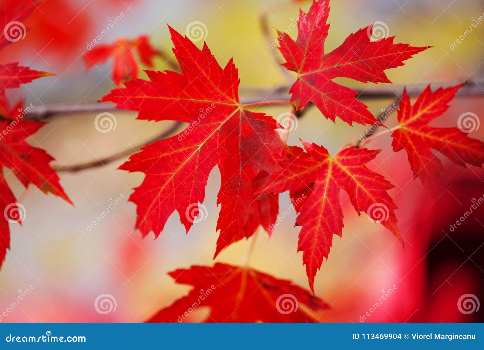 Branch with Red Maple Leaves. Canada Leaves Background Stock - Image of celebration, calgary: 113469904