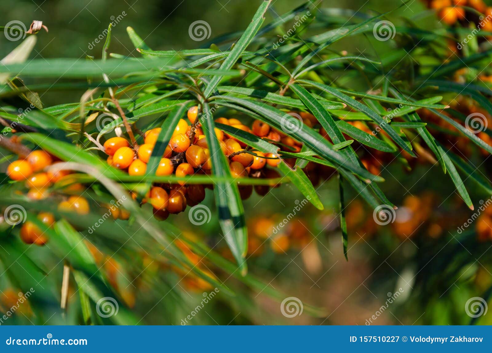 branch of ripe orange sea-buckthorn on a sunny day, also referred to as sandthorn, sallowthorn, or seaberry. closeup
