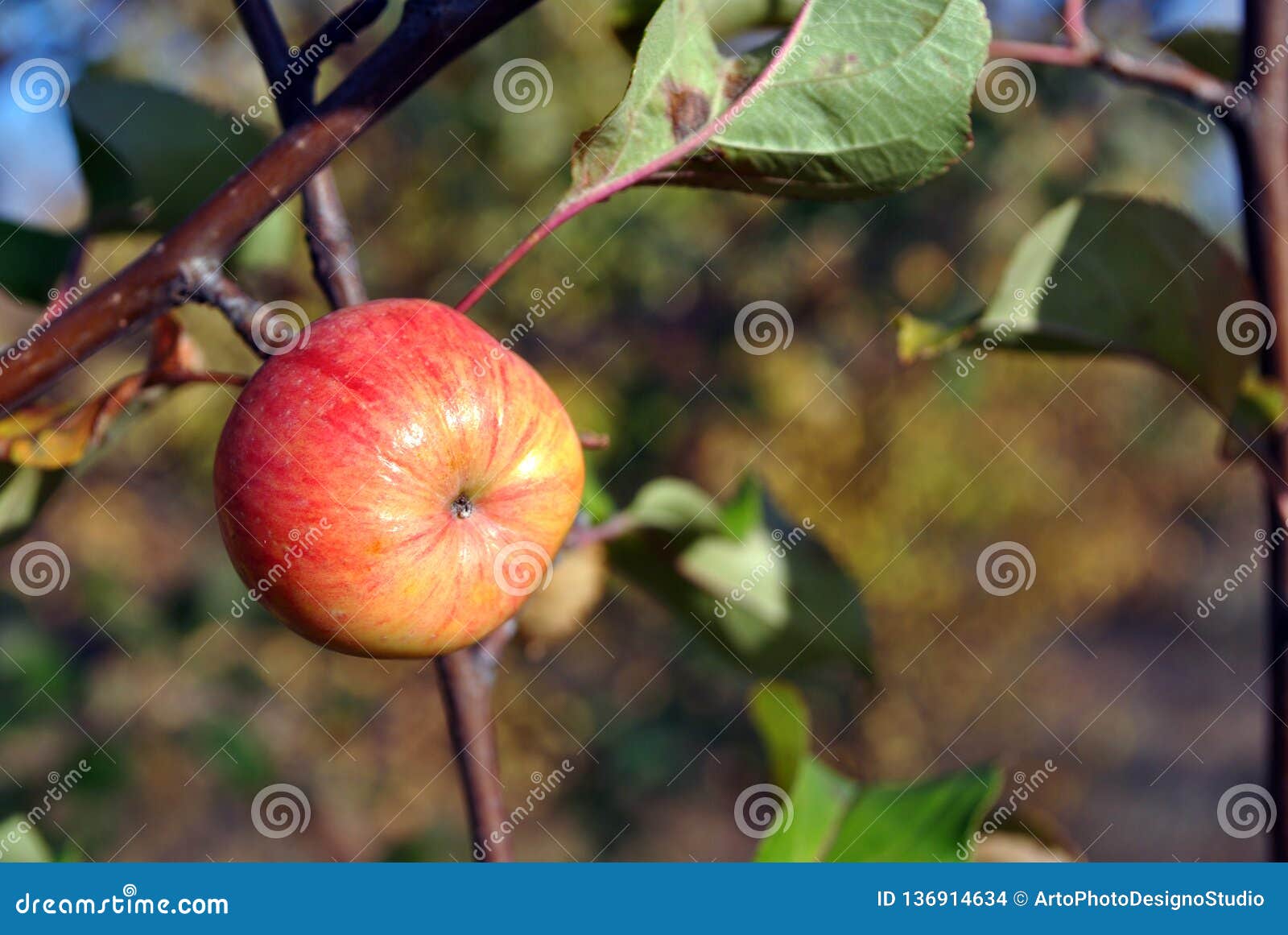apple photos search for blurry apple photos search for blurry