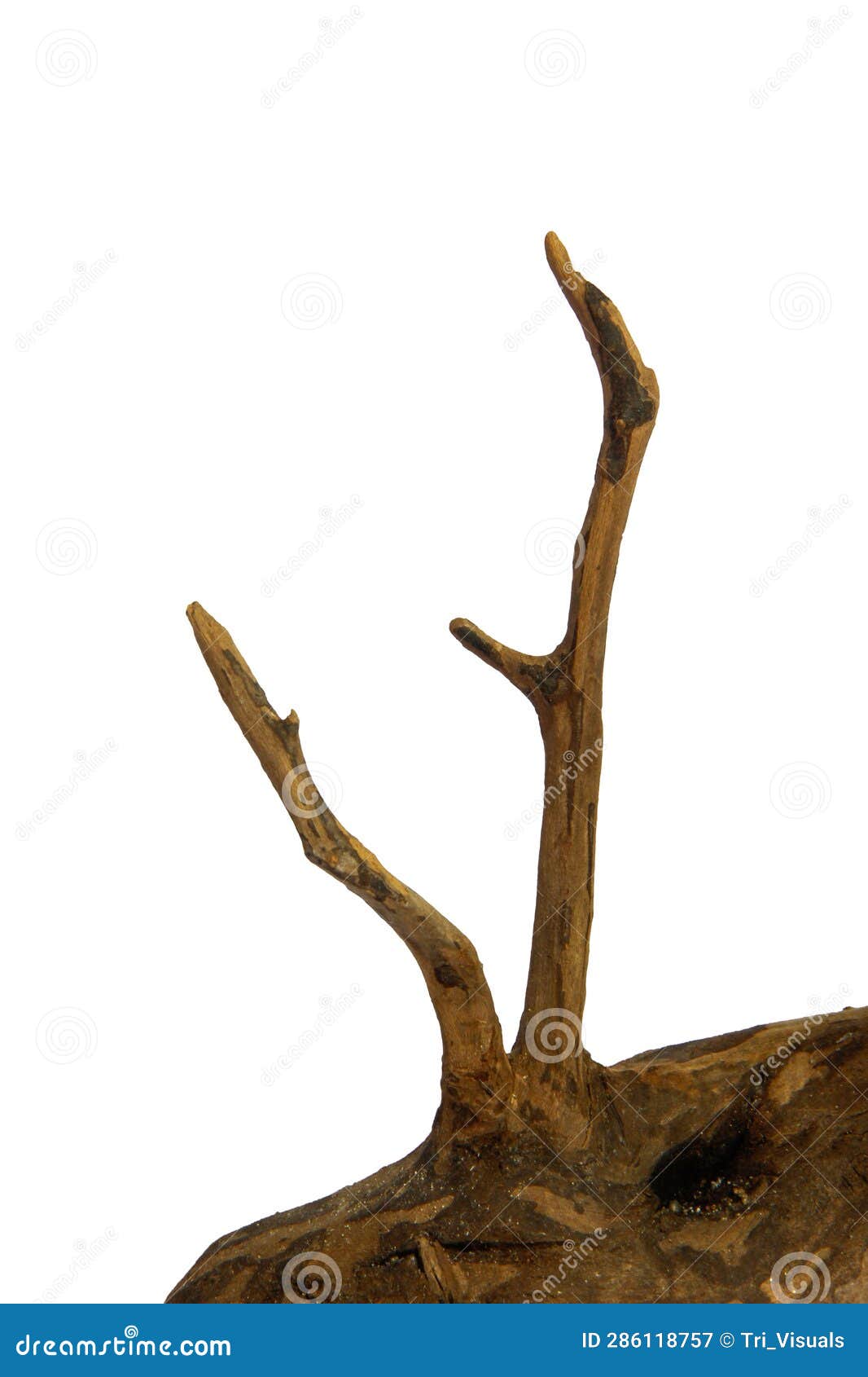 Branch Root of Driftwood Isolated on White Background with Clipping