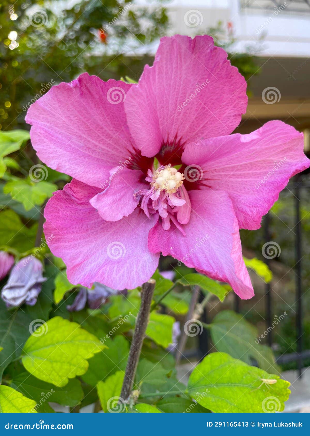 Roses of Sharon Bloomed in the Greek Garden. Stock Image Image of