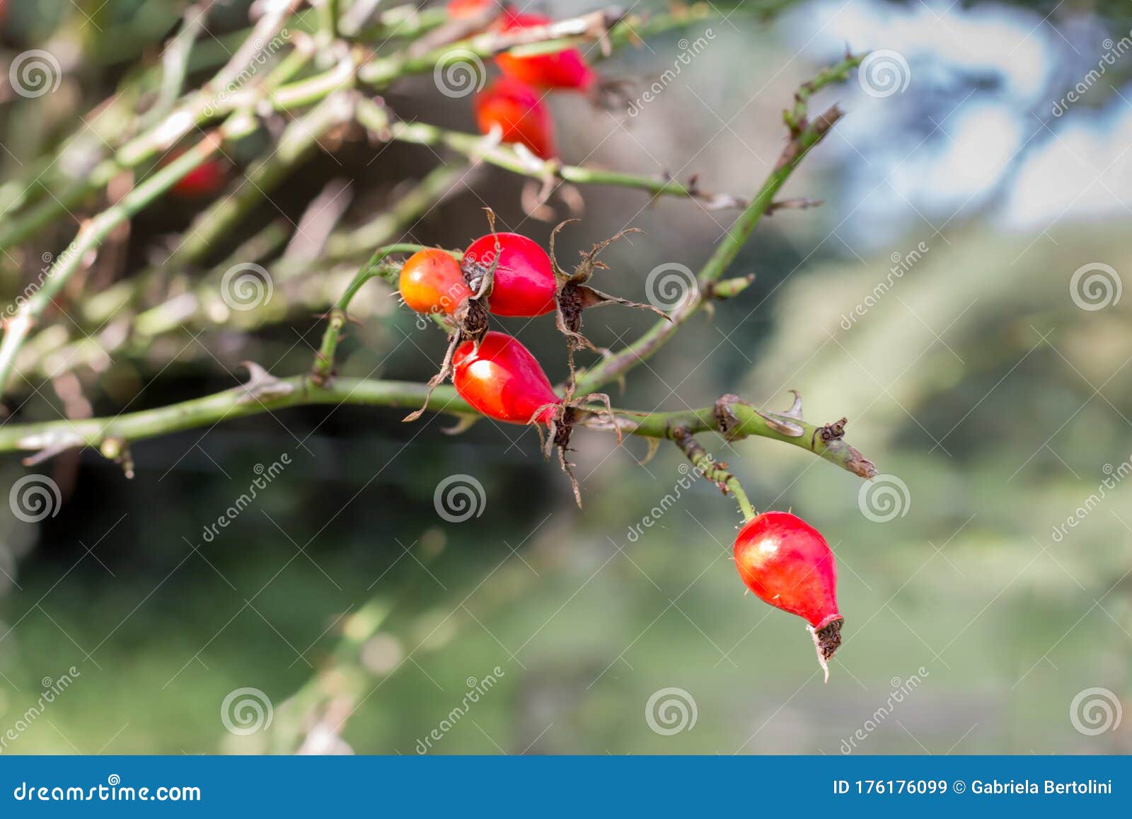 Branch with Rosehip Fruit that Grows Wild in the Argentine Mountains