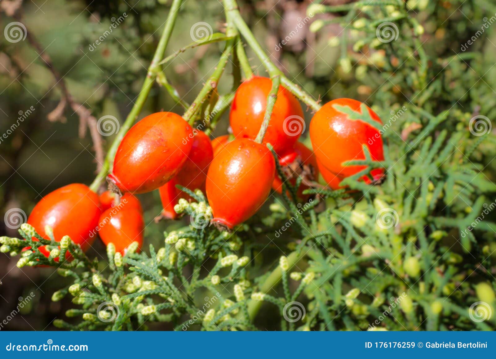 Branch with Rosehip Fruit that Grows Wild in the Argentine Mountains