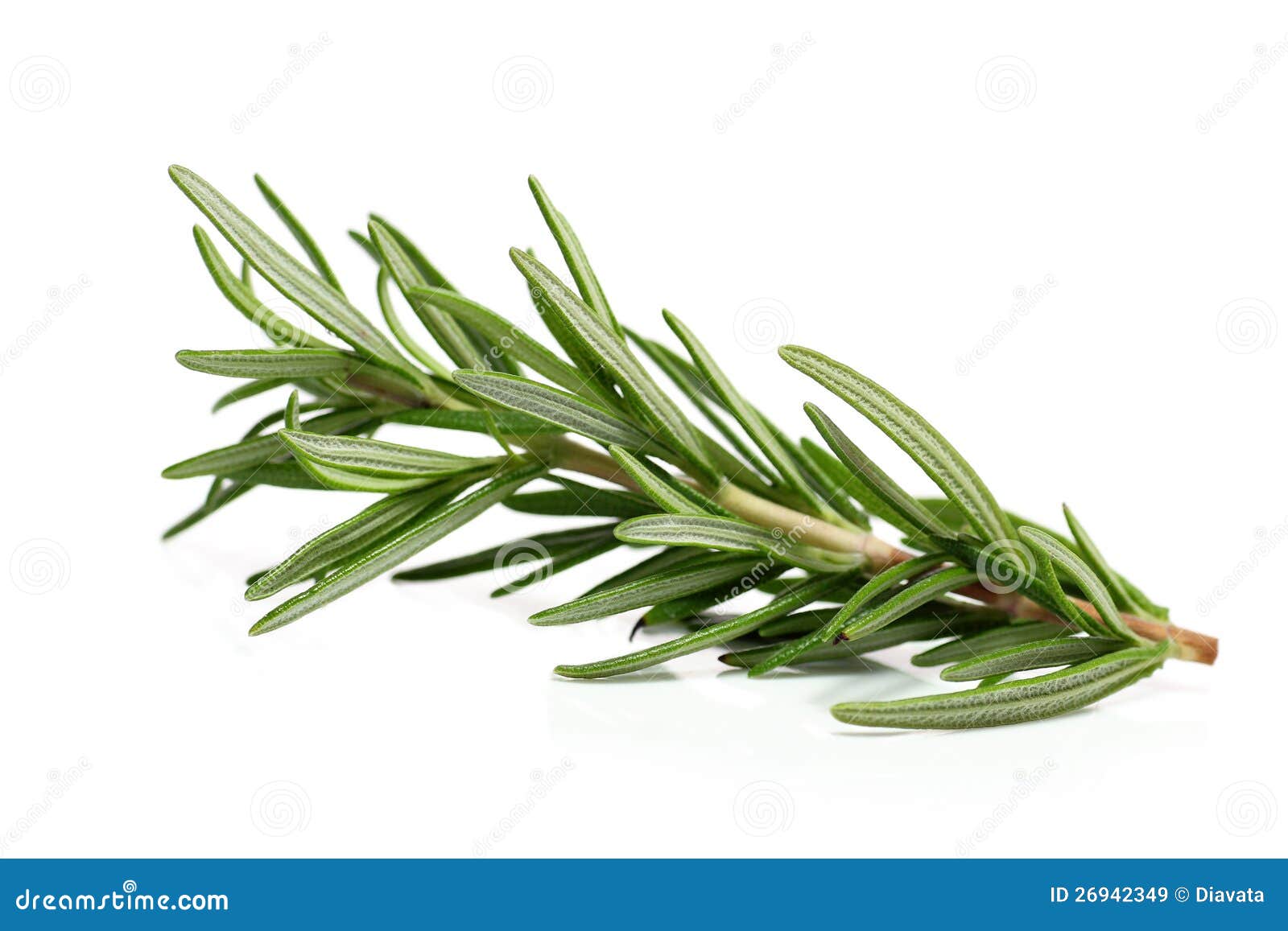Branch Of Rosemary Royalty Free Stock Images Image 26942349