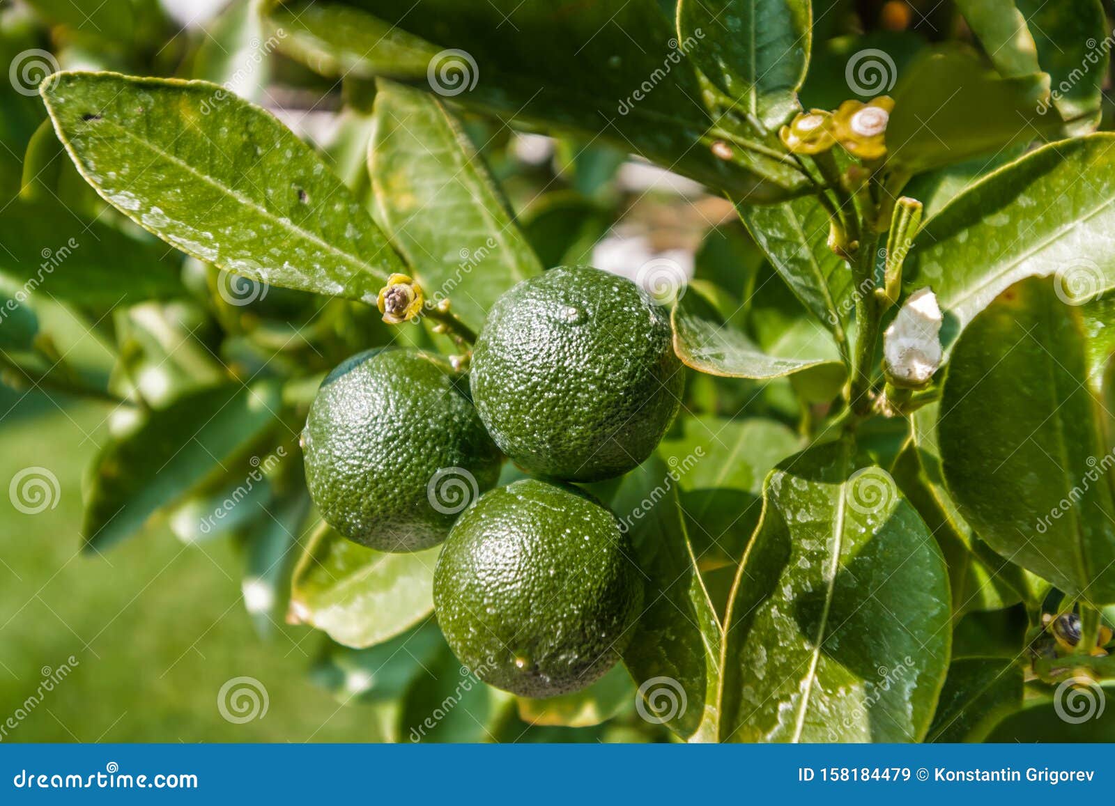 A branch with round oranges with green peel. Green fresh lime on tree in garden. vitamin C. Lime fruits on a branch with green leaves. juicy citrus close-up. Green lemons are coming out