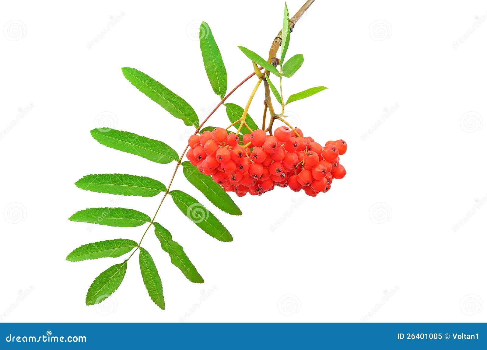 Branch of the Rowan Berries Stock Image - Image of european, bunch ...