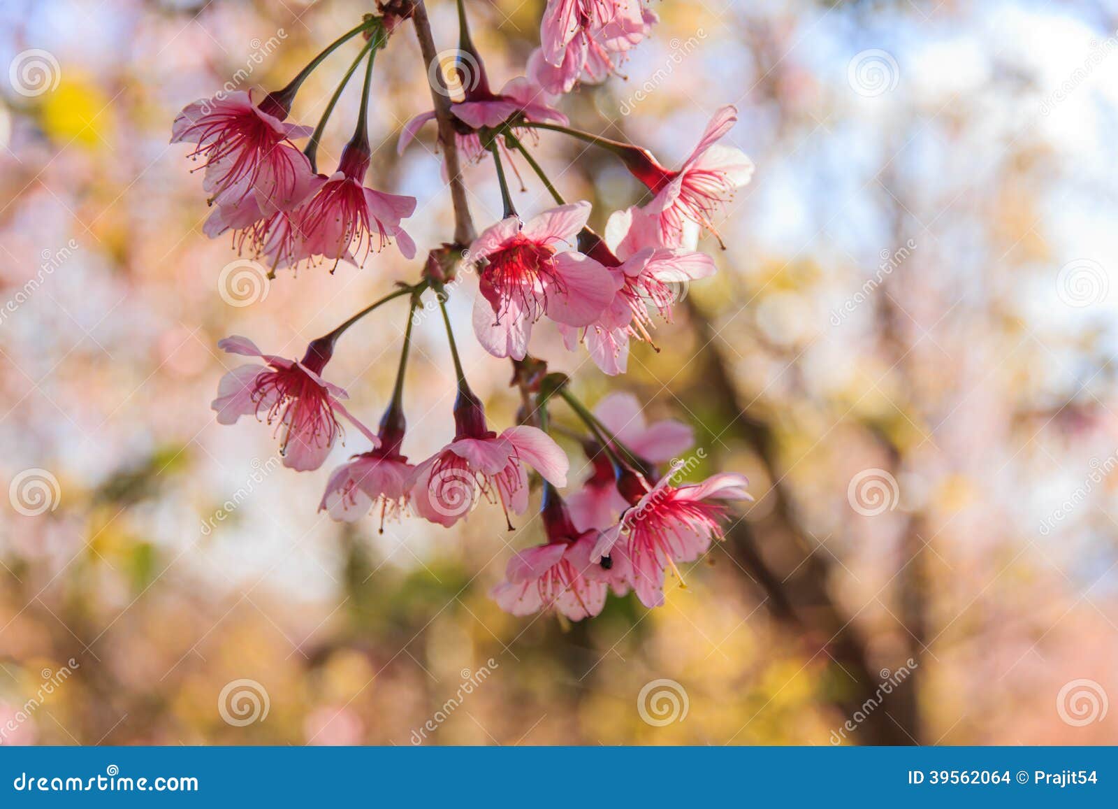 Branch Sakura blooming stock photo. Image of outside 39562064