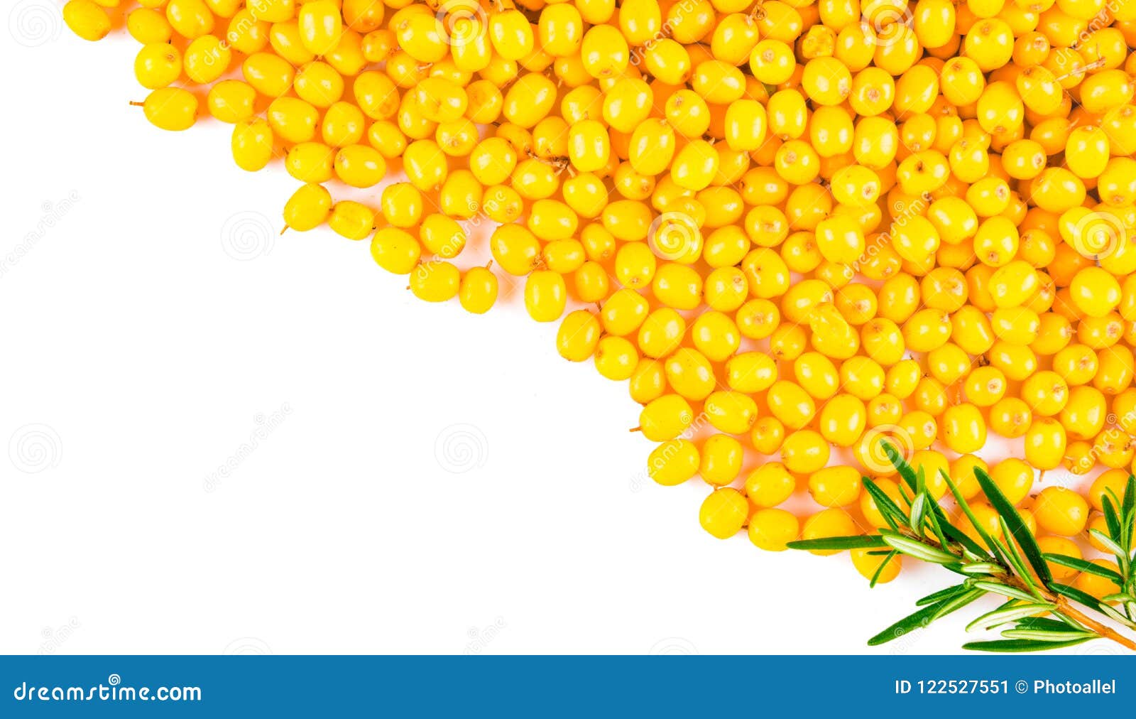 branch of sea buckthorn berries with leaves. clipping paths, shadow separated, infinite depth of field.  s.
