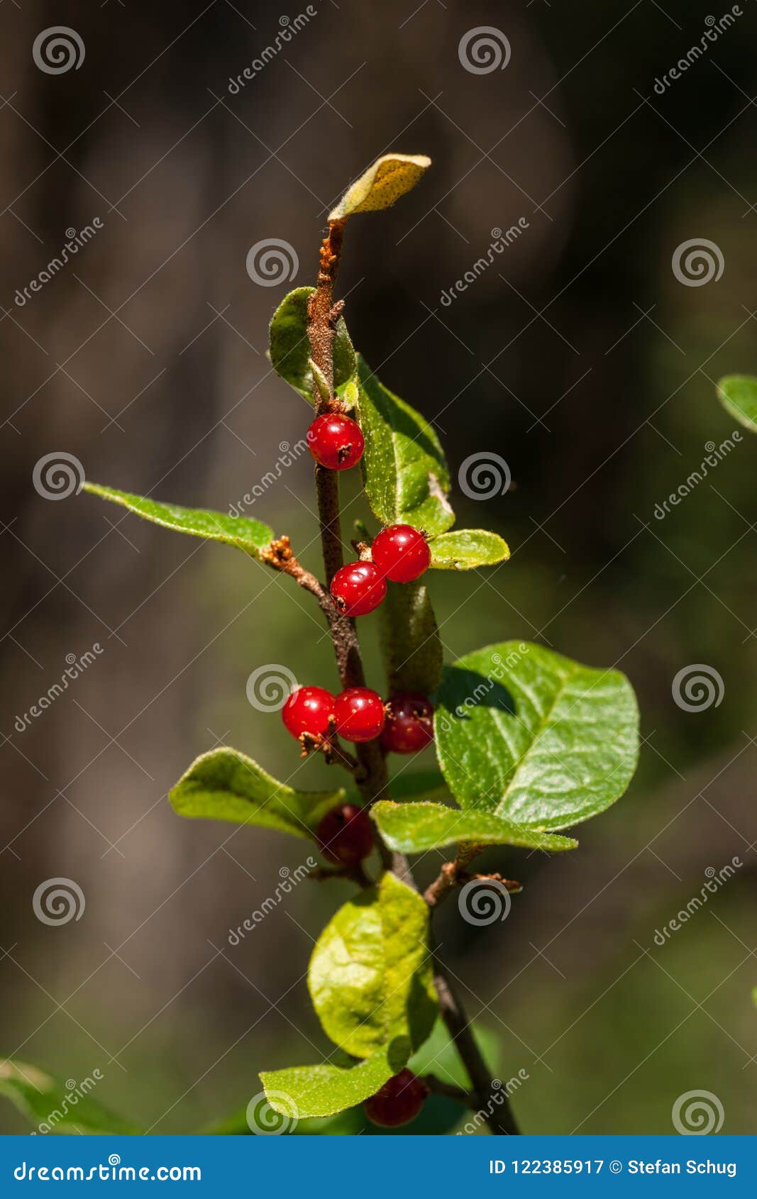 soopolallie in the forest - close-up
