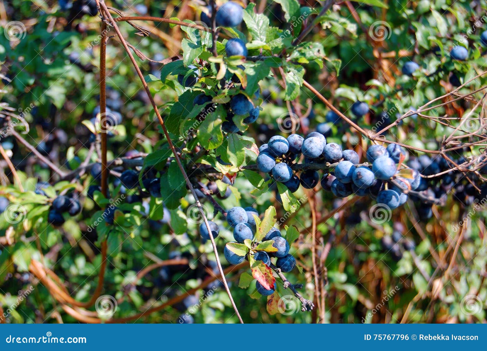 Branch of a Sloe with Berries Stock Photo Image of appetizing