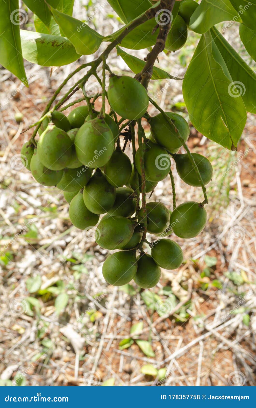 branch of small guineps
