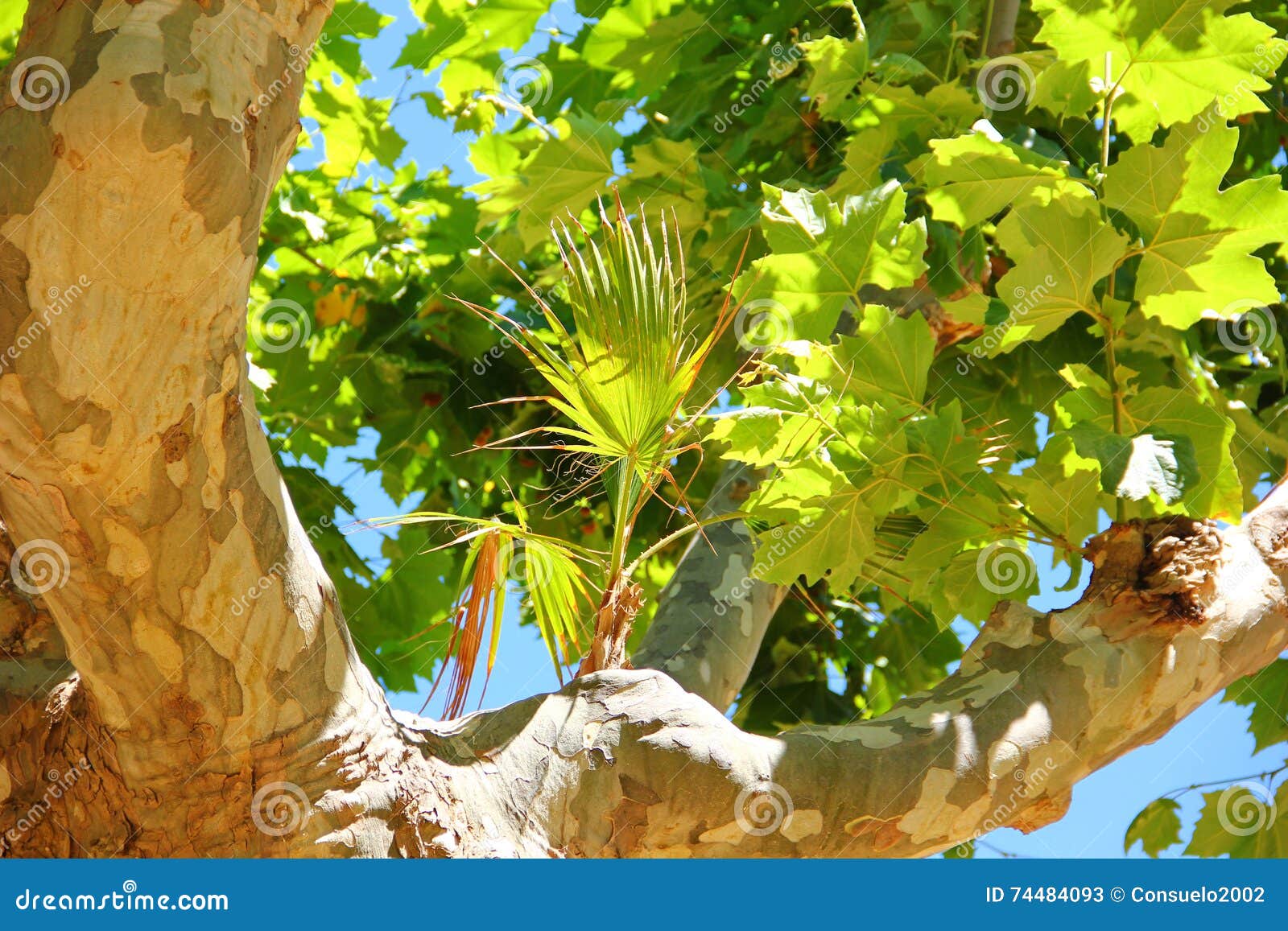 On the Branch of a Sycamore Grows Palm Trees Stock Image Image of