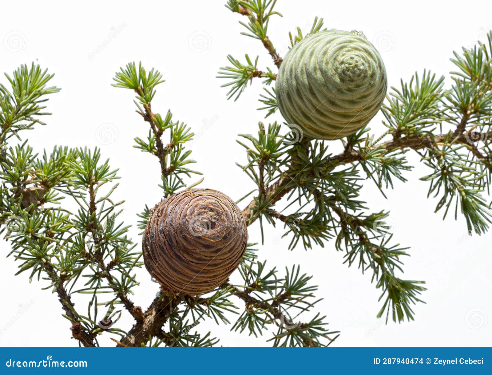 Cones of he Taurus Cedar Tree Stock Photo Image of branch, natural