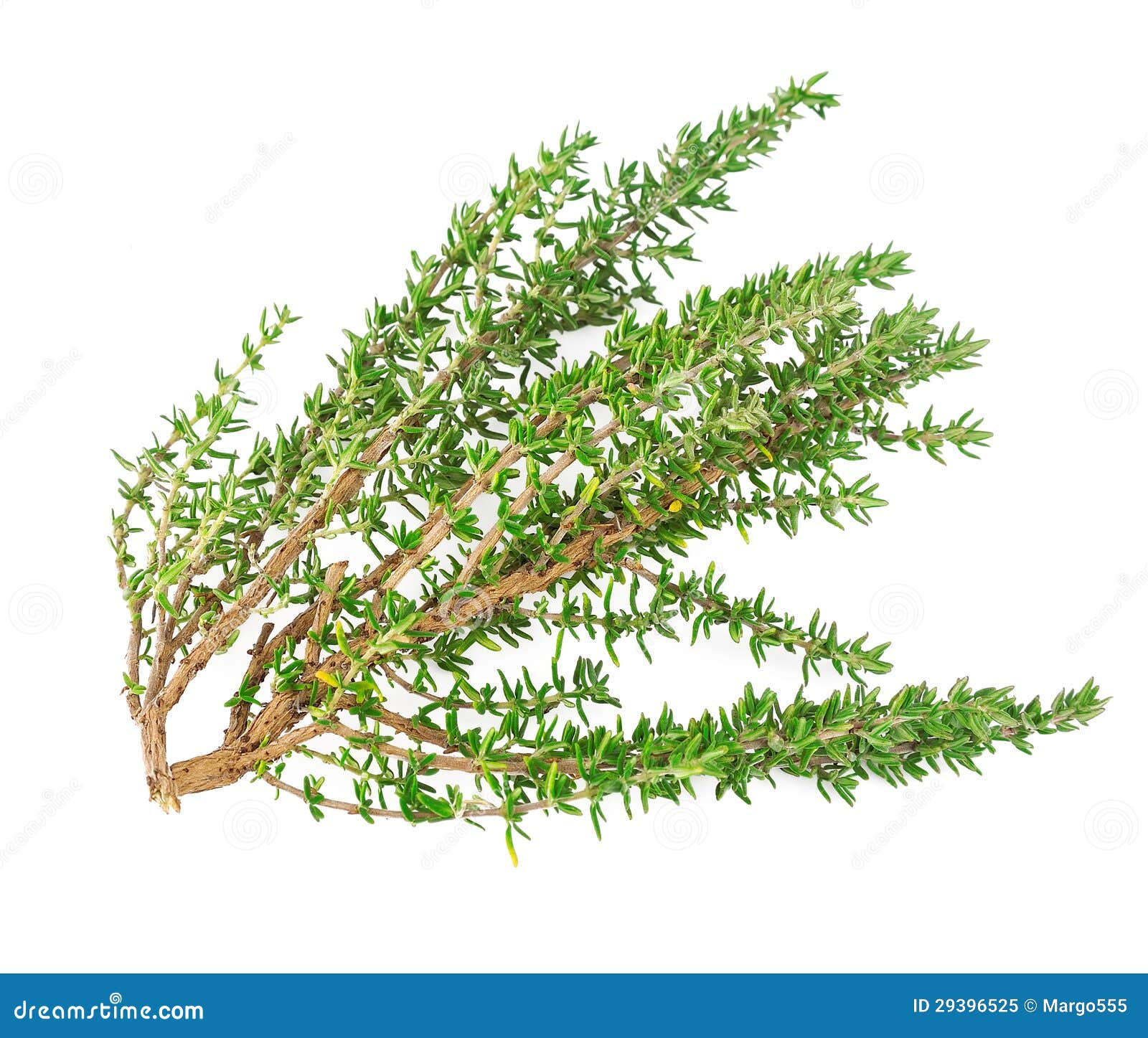 Branch thyme fresh herb stock image. Image of condiment 29396525