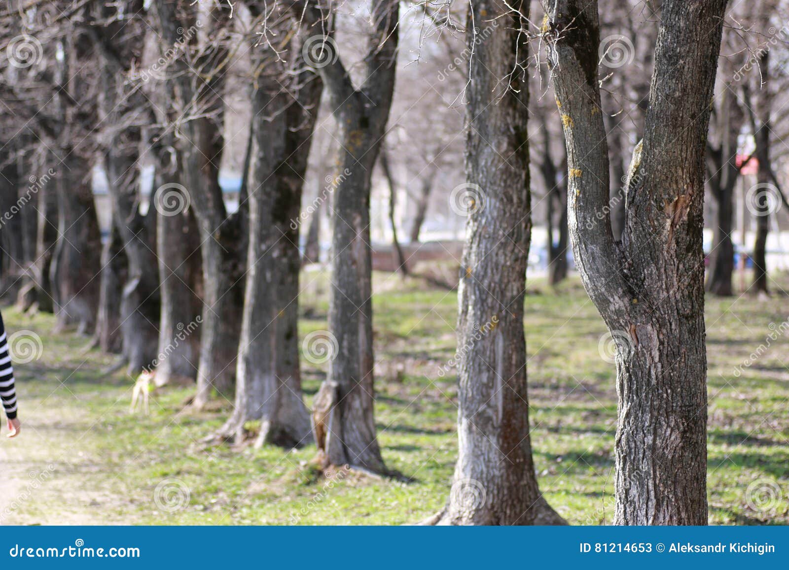 Branch trash in the park stock image. Image of lane, garbage 81214653