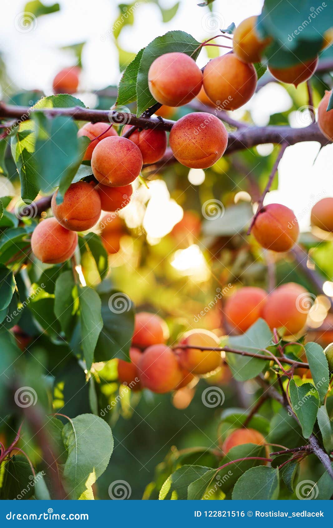 branch of tree with ripe apricots