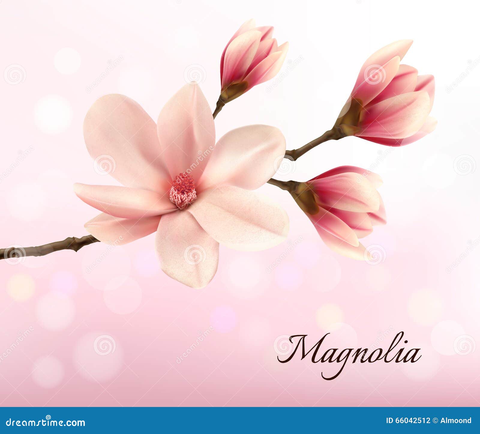 branch with two pink magnolia flowers.