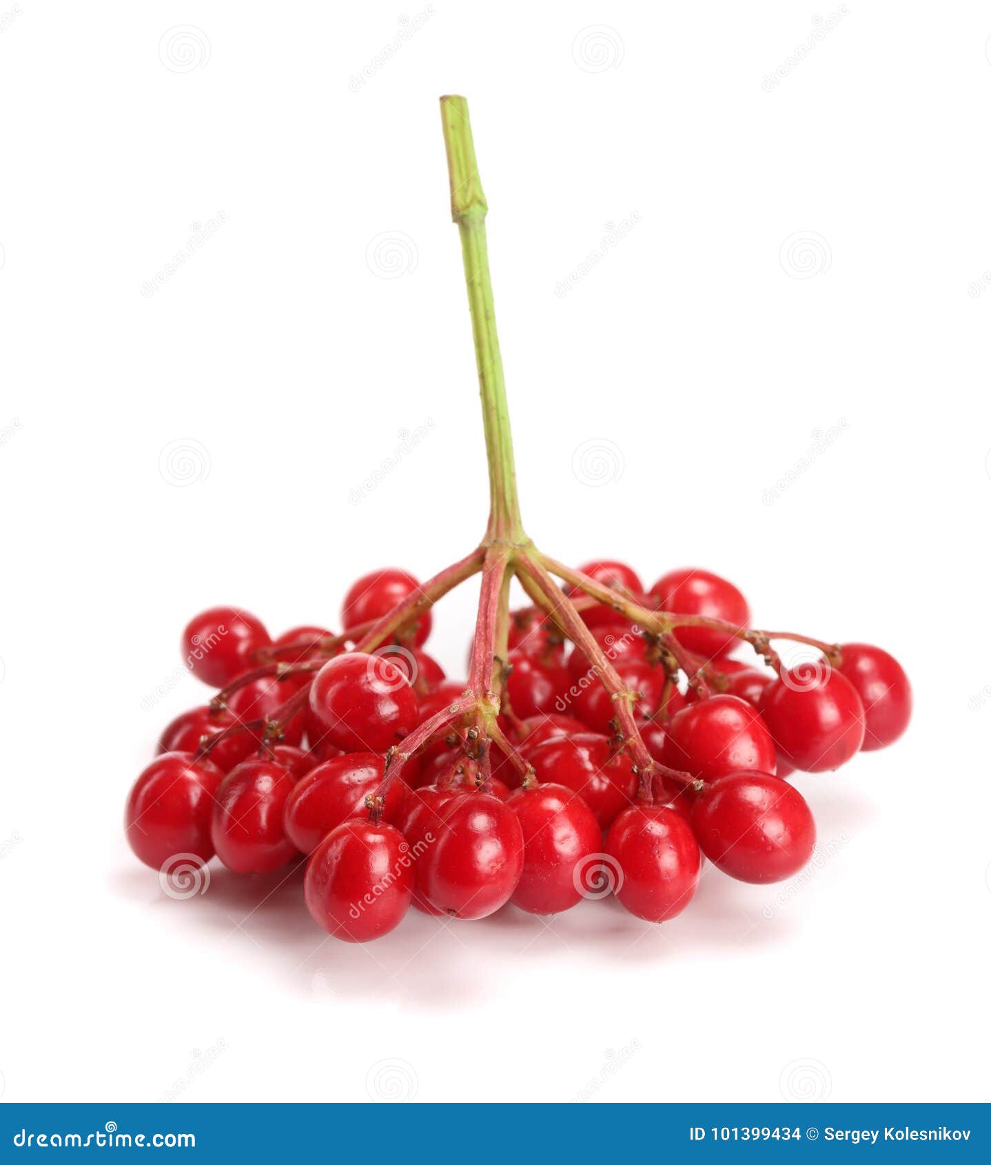 Branch Of Viburnum Berries On White Background Stock Photo Image of eating, garden 101399434